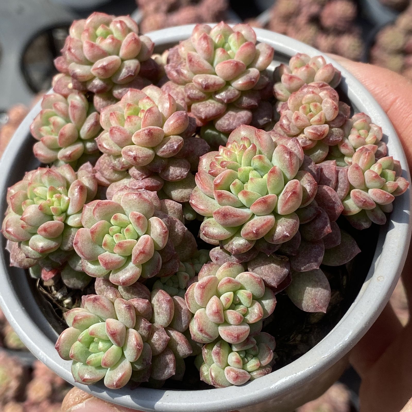 XY487 ストロベリームース 10株 第四種郵便にて発送 韓国苗 多肉植物