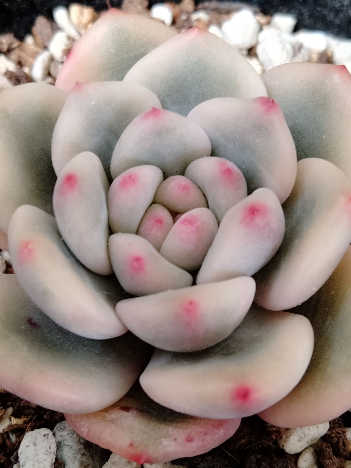 アリエル錦】 エケベリア 多肉植物 韓国苗 小苗 - メルカリ アリエル錦】 エケベリア 多肉植物 韓国苗 小苗 - メルカリ