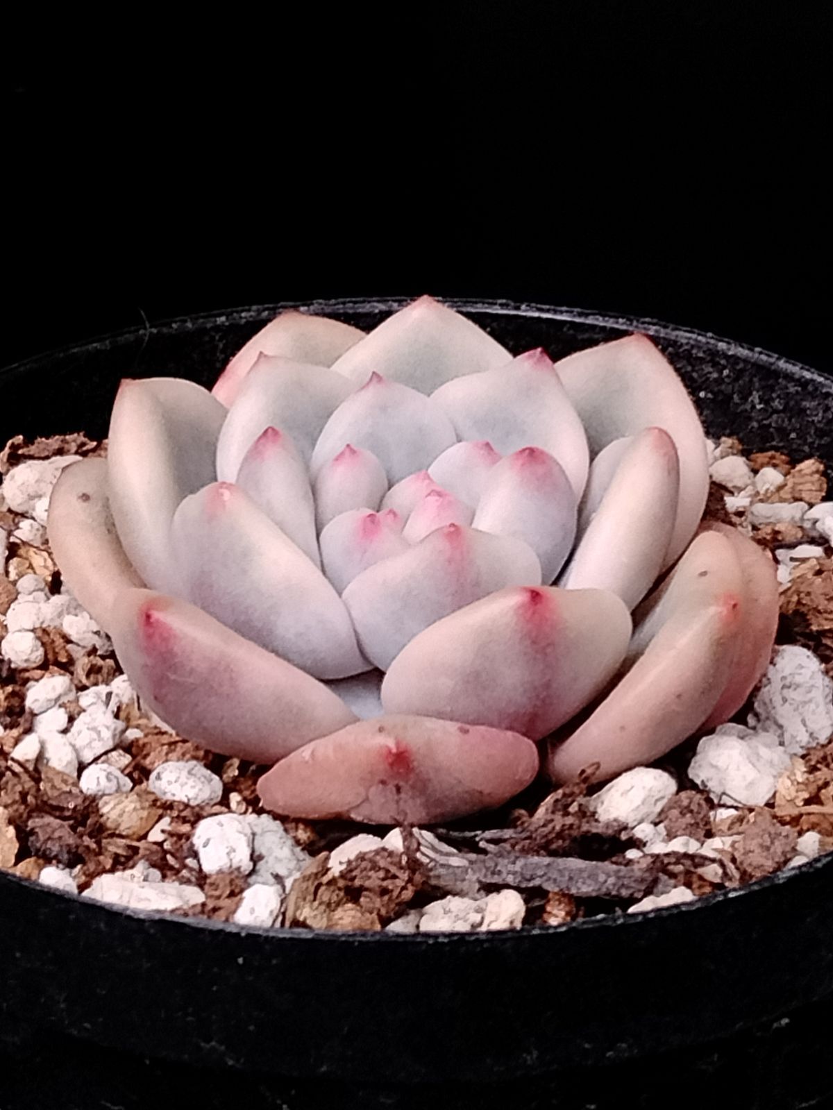 アリエル錦】 エケベリア 多肉植物 韓国苗 小苗 - メルカリ アリエル錦】 エケベリア 多肉植物 韓国苗 小苗 - メルカリ