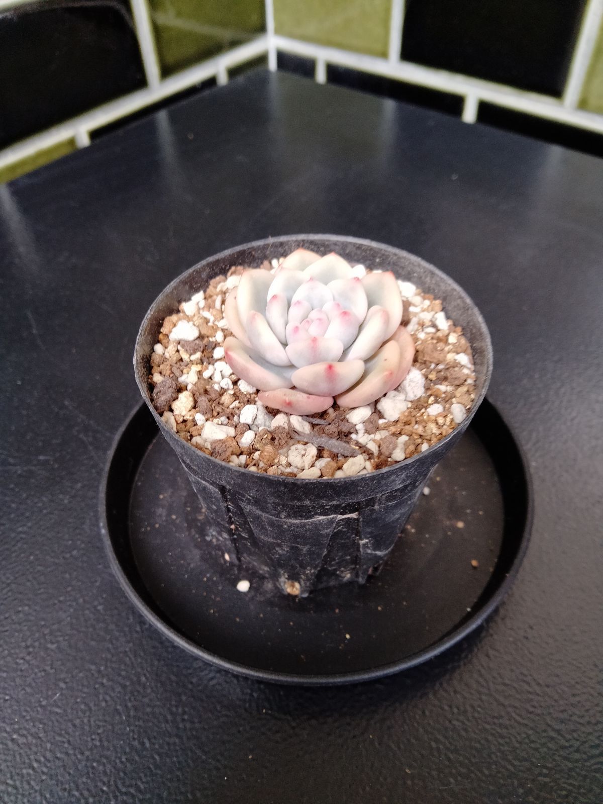アリエル錦】 エケベリア 多肉植物 韓国苗 小苗 - メルカリ アリエル錦】 エケベリア 多肉植物 韓国苗 小苗 - メルカリ