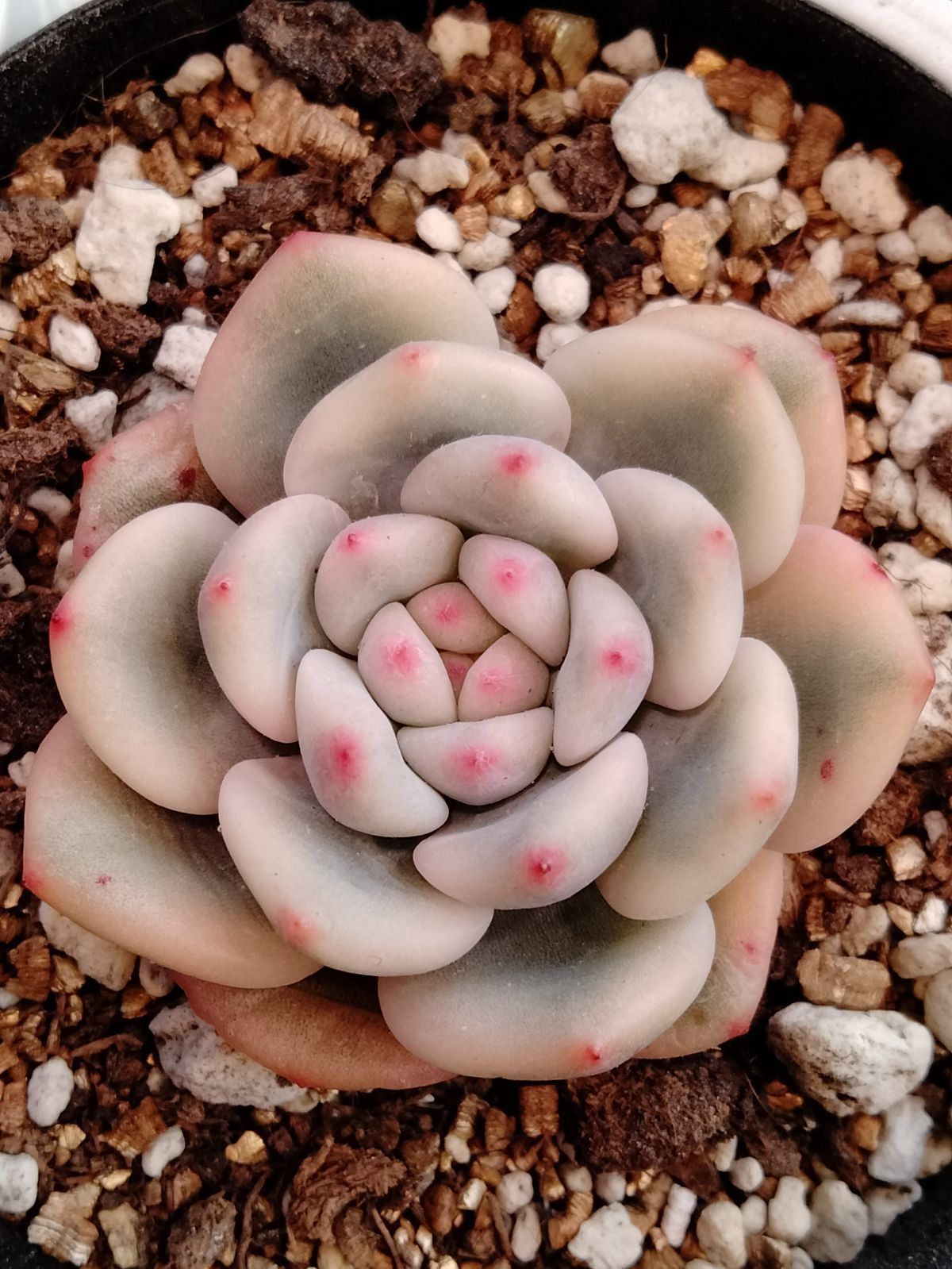 アリエル錦】 エケベリア 多肉植物 韓国苗 小苗 - メルカリ アリエル錦】 エケベリア 多肉植物 韓国苗 小苗 - メルカリ