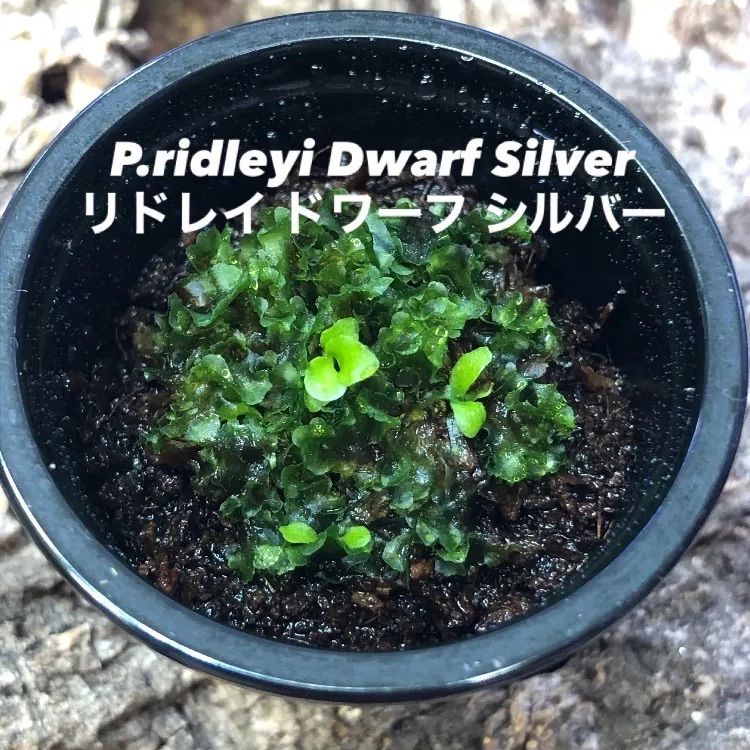 P.ridleyi Dwarf Silver リドレイ ドワーフ シルバー 前葉体 胞子体