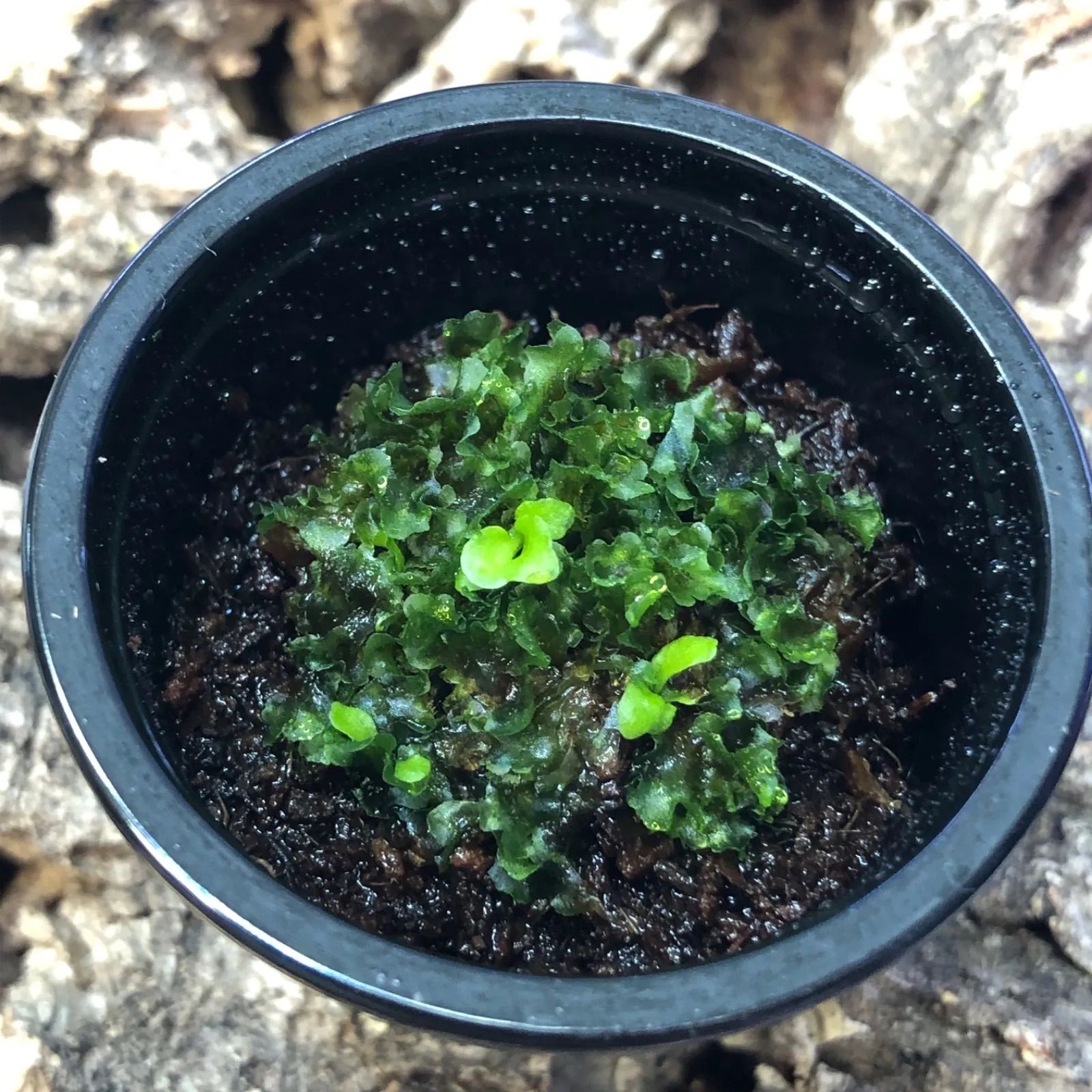P.ridleyi Dwarf Silver リドレイ ドワーフ シルバー 前葉体 胞子体