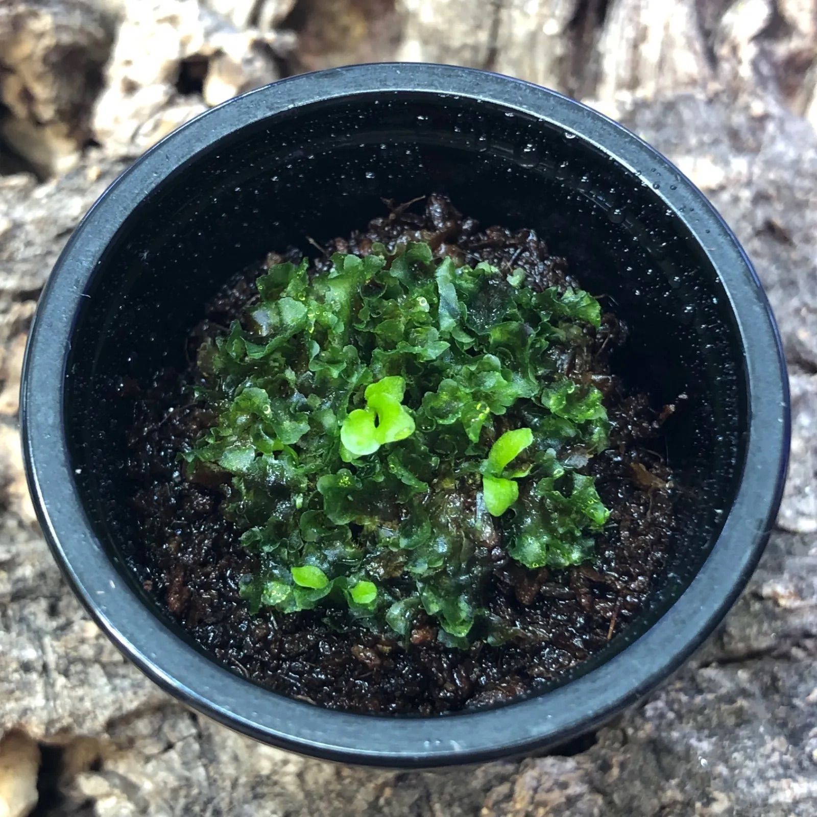 P.ridleyi Dwarf Silver リドレイ ドワーフ シルバー 前葉体 胞子体
