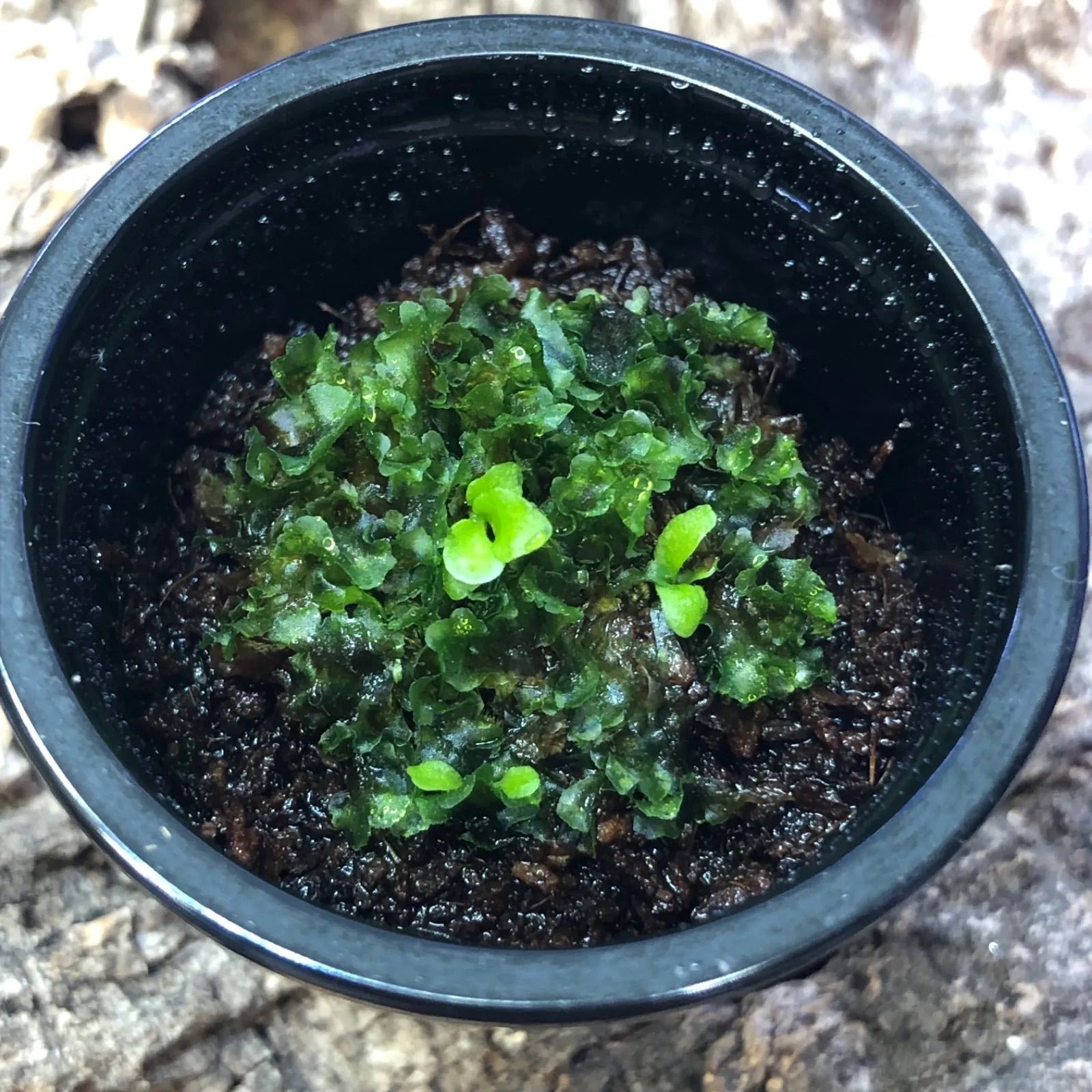 P.ridleyi Dwarf Silver リドレイ ドワーフ シルバー 前葉体 胞子体