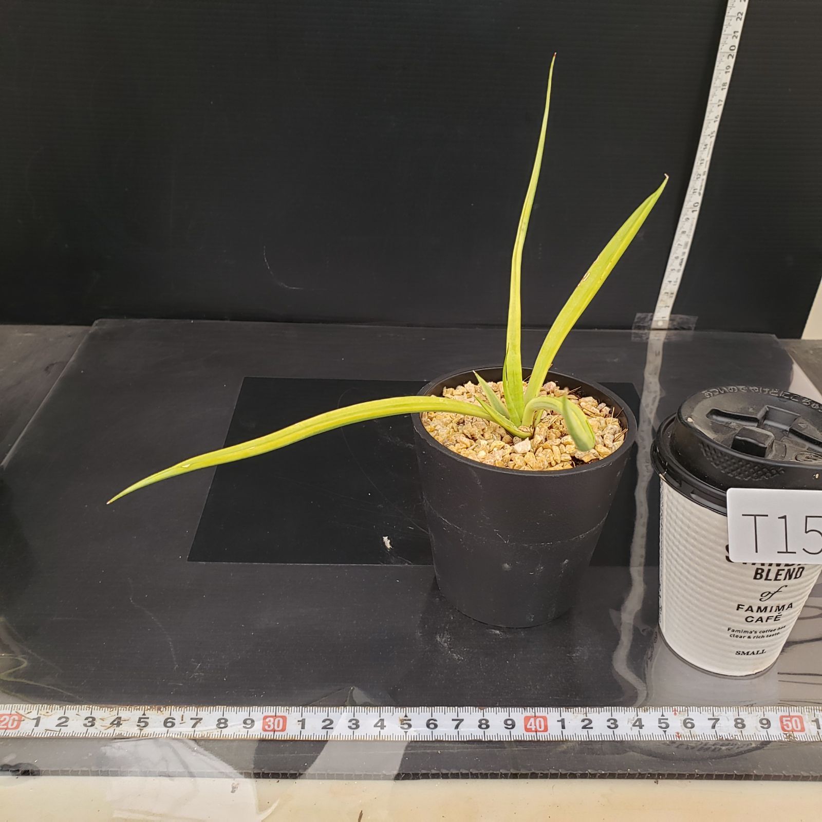6922 「多肉植物W」サンセベリア ダンシングドラゴン斑入り【発根・美