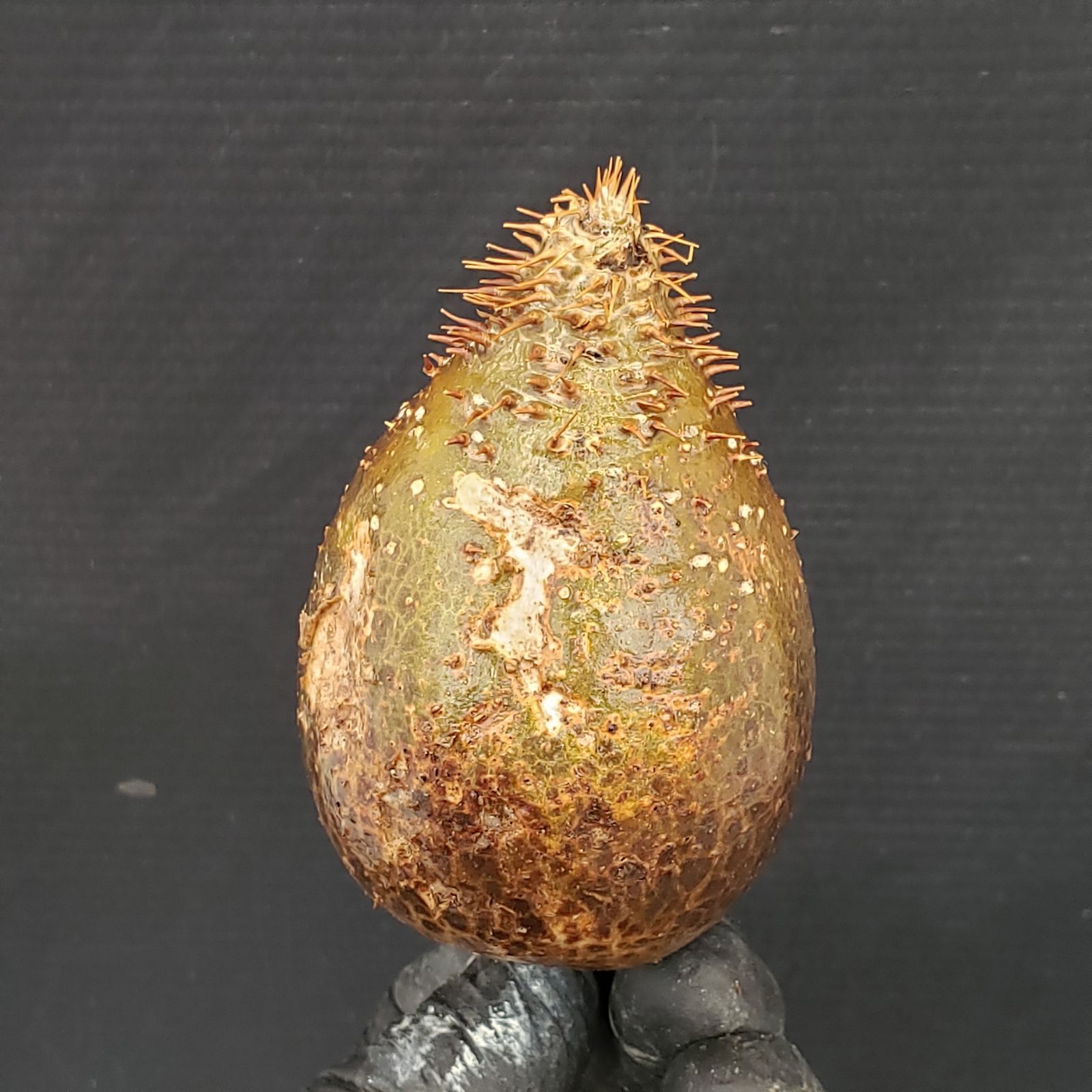 パキポディウム グラキリス ベアルート 抜き苗 Pachypodium gracilius