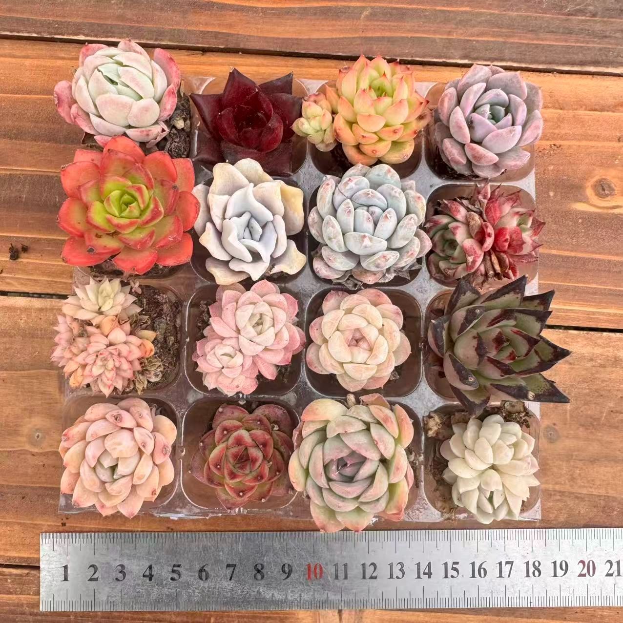 ★ゆうパック発送★多肉植物 韓国苗 エケベリア ＊35品種41苗の特別セット＊ 初心者向け！ 16苗セット 詰め合わせ 土と根付き 第四種郵便で発送