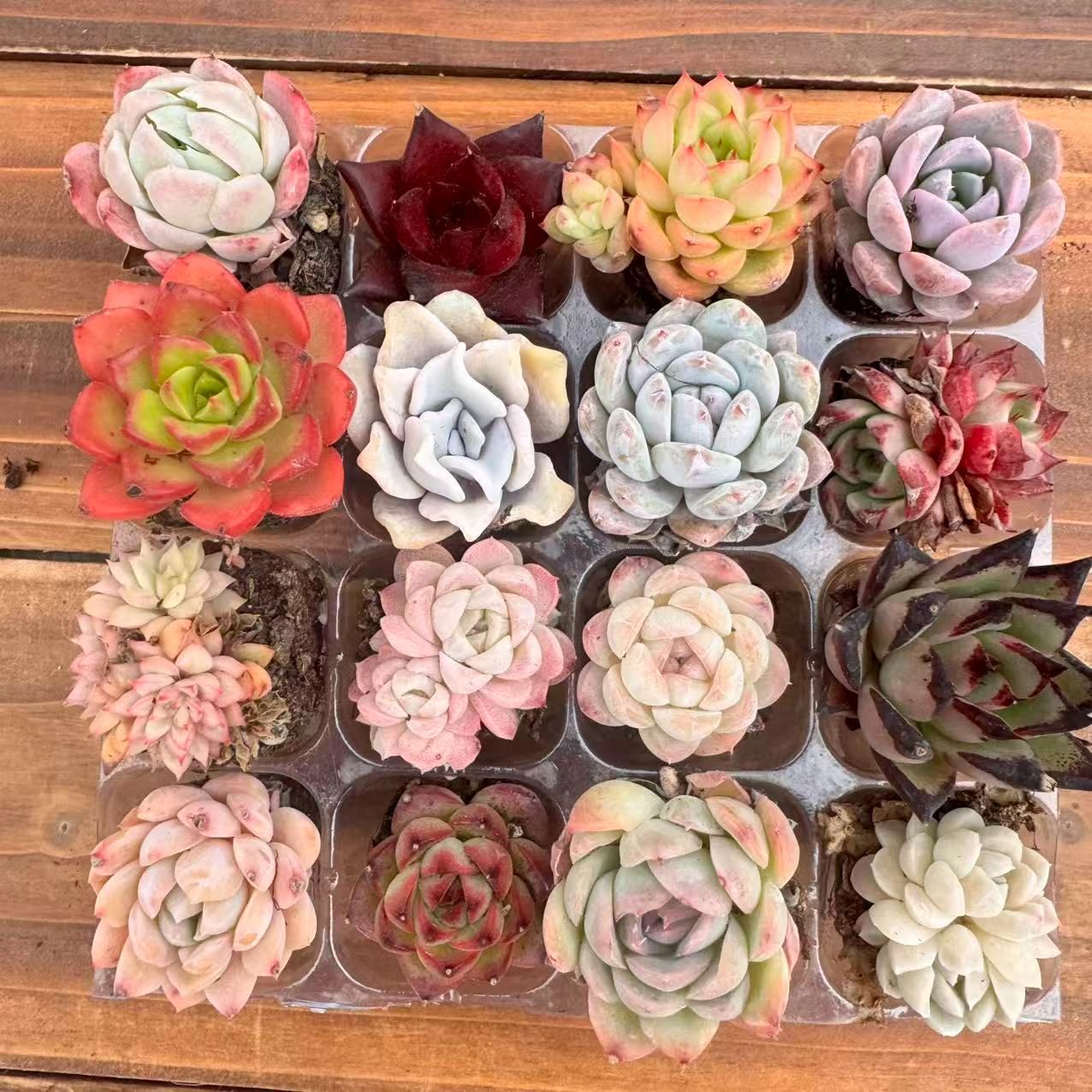 ★ゆうパック発送★多肉植物 韓国苗 エケベリア ＊35品種41苗の特別セット＊ 初心者向け！ 16苗セット 詰め合わせ 土と根付き 第四種郵便で発送