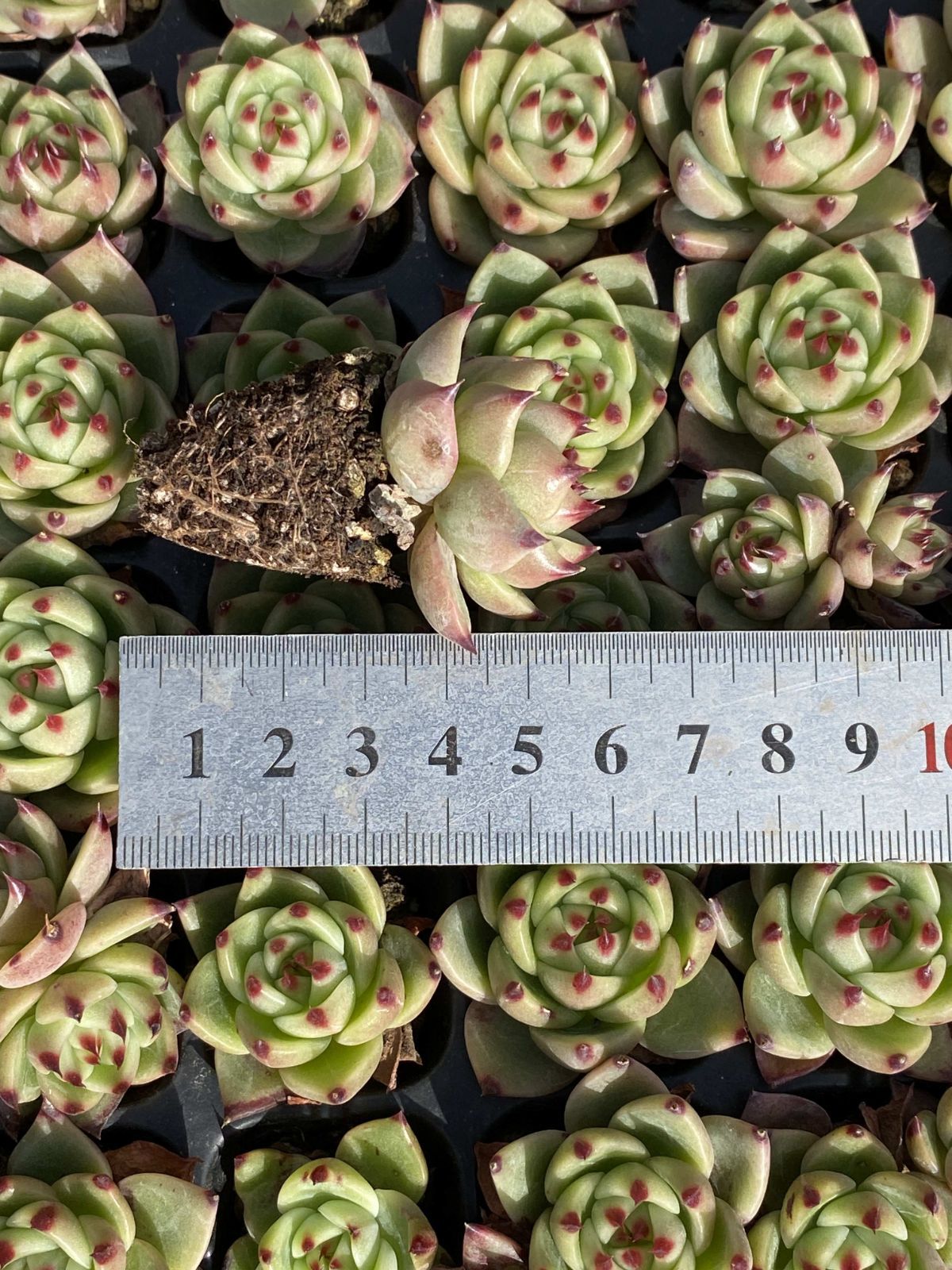 Top【選抜株】多肉植物　25347テクトラム　54個　鉢無し/脱土 E202 円葉氷魄 105 株 土と根付き 多肉植物 エケベリア レア種 韓国苗