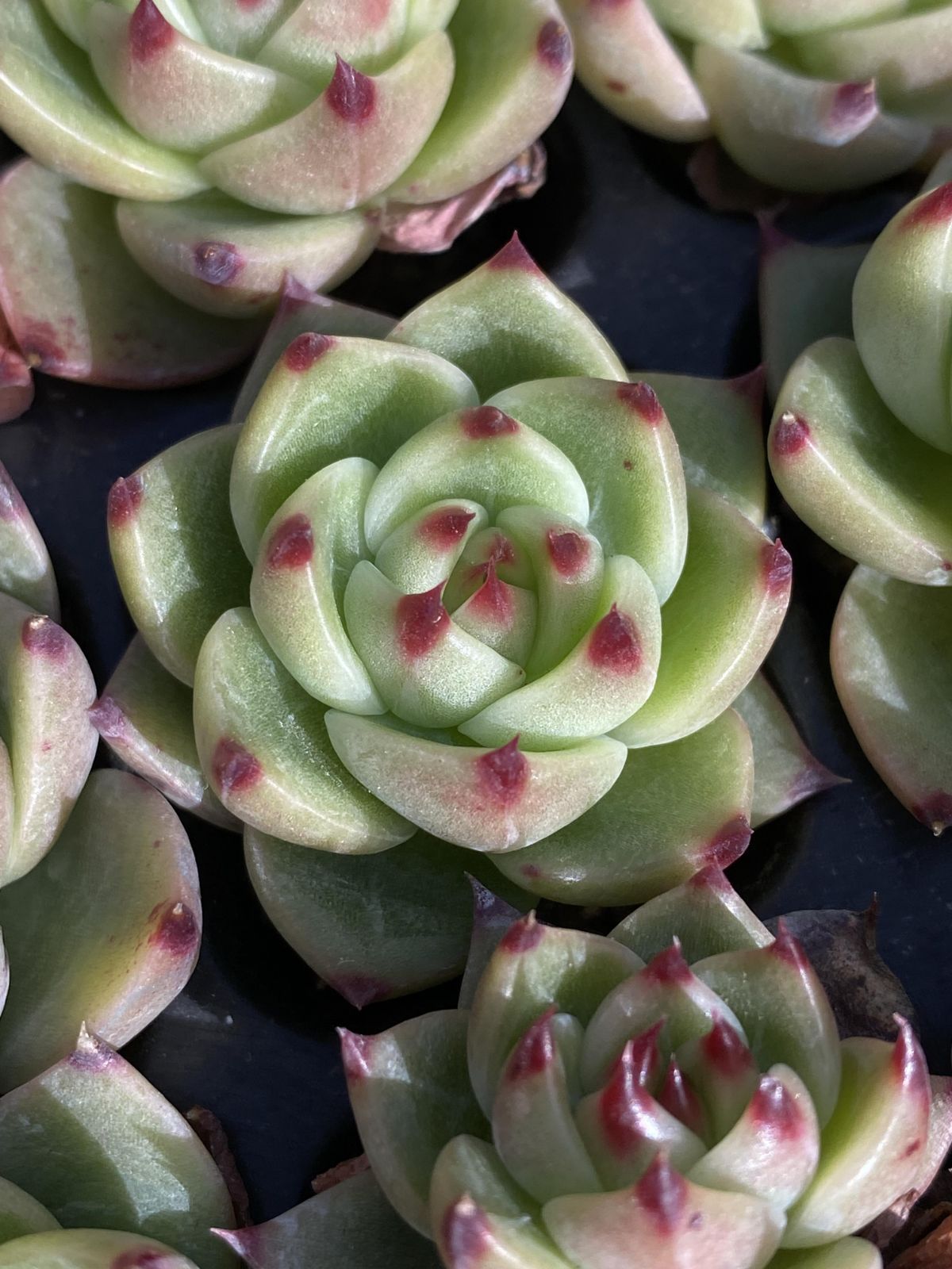 AD1051ブルードラゴン105苗多肉植物 エケベリア サボテン 観葉植物 花