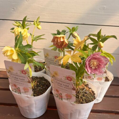 特価品! クリスマスローズ開花株 カラーゴールドダブルミックス