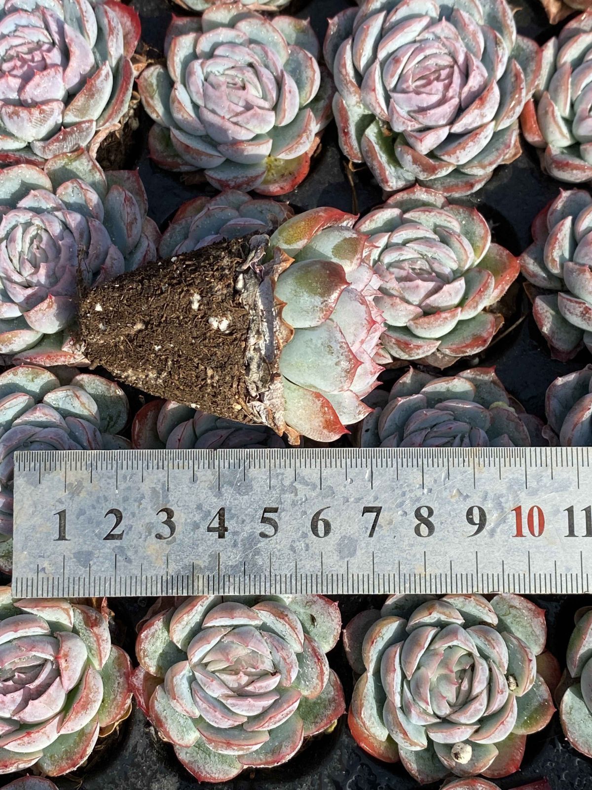 AF2269ストロベリーアイス72苗多肉植物 エケベリア サボテン 観葉植物