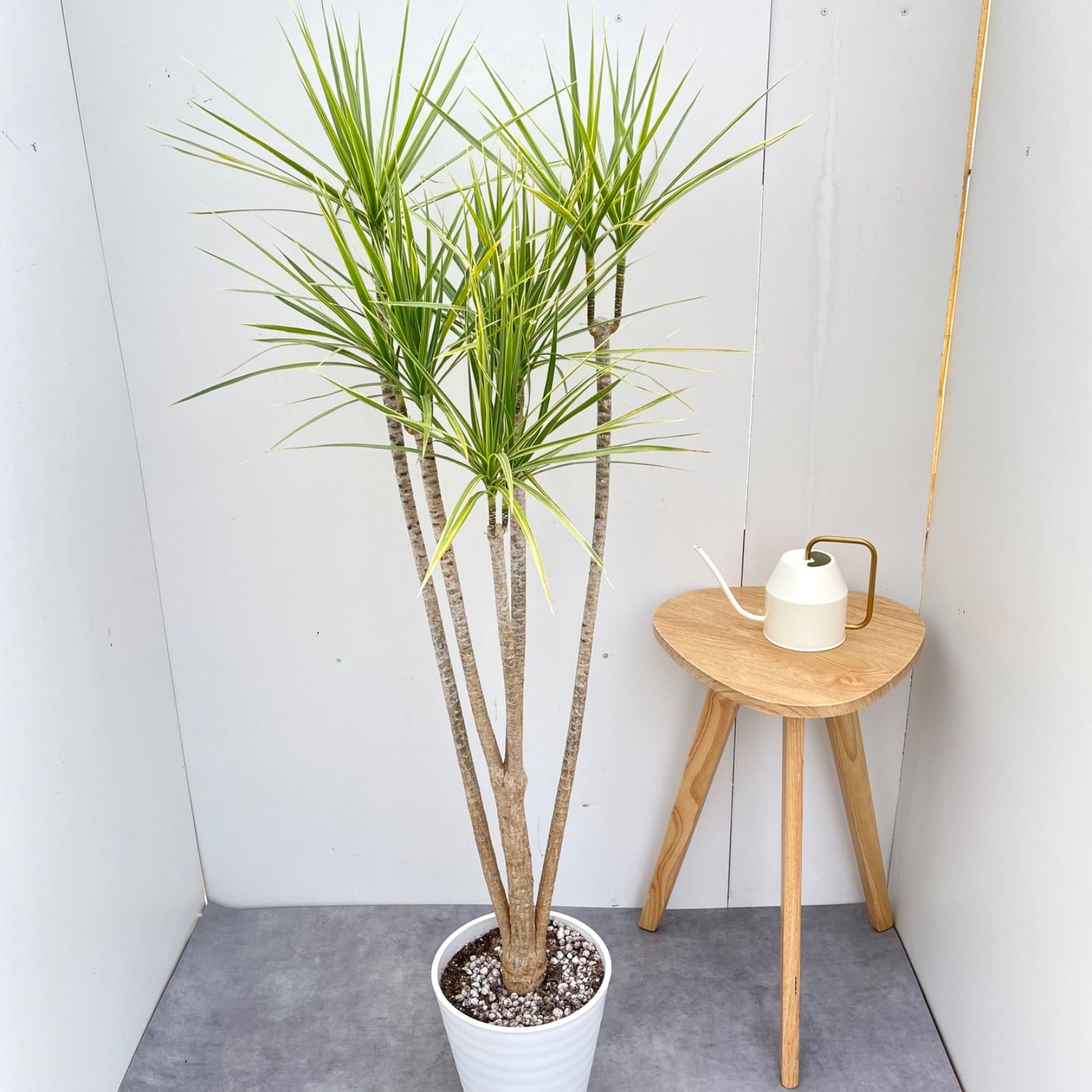 現品　ドラセナ　コンシンネ　ホワイボリー　5番　観葉植物　特大　インテリア　室内 ドラセナ コンシンネ ホワイボリー【現品】観葉植物 室内 大型 【公式