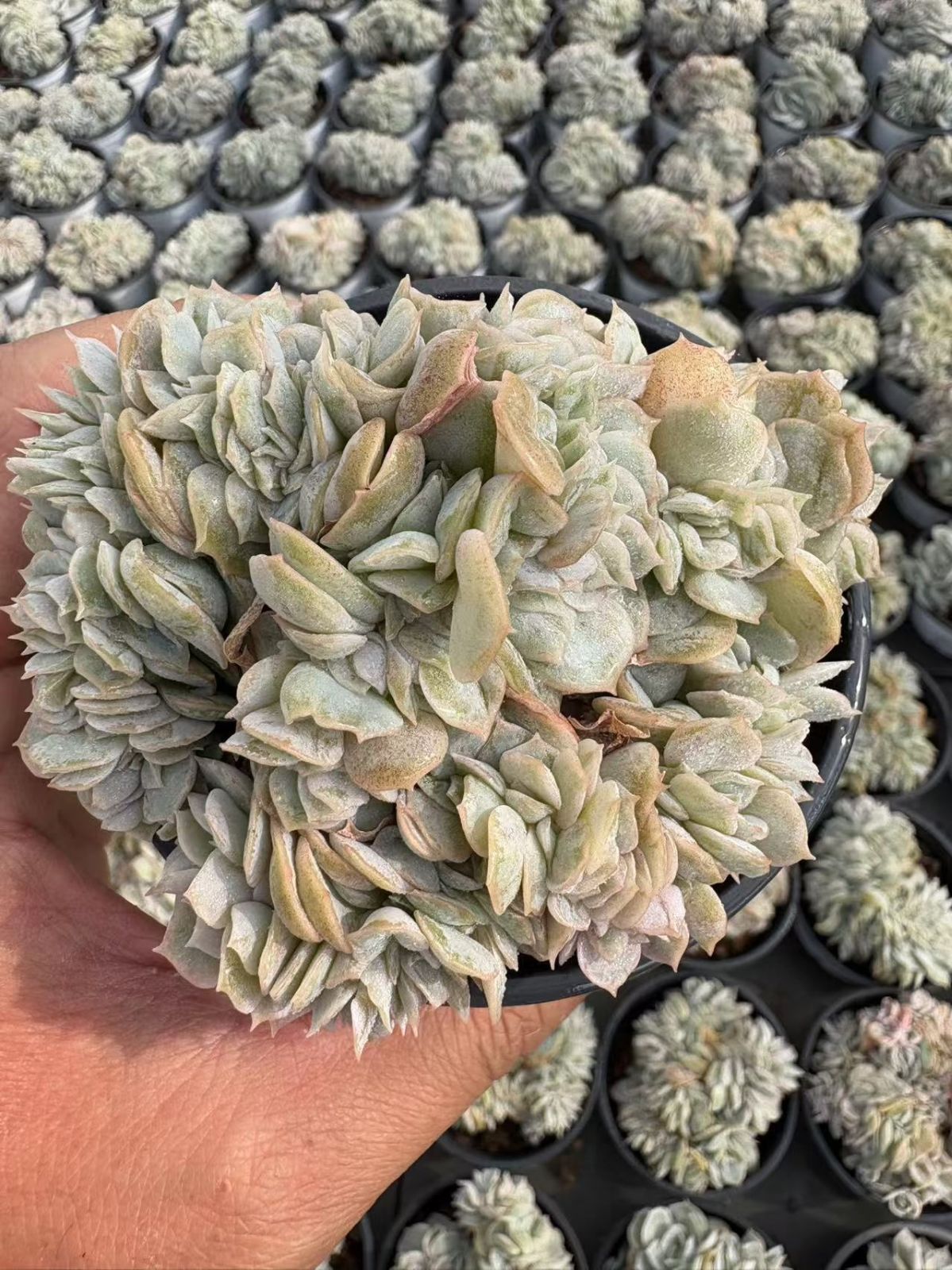 多肉植物 Z3240 ランショクキョウキズイカ 30鉢 土鉢づき エケベリア