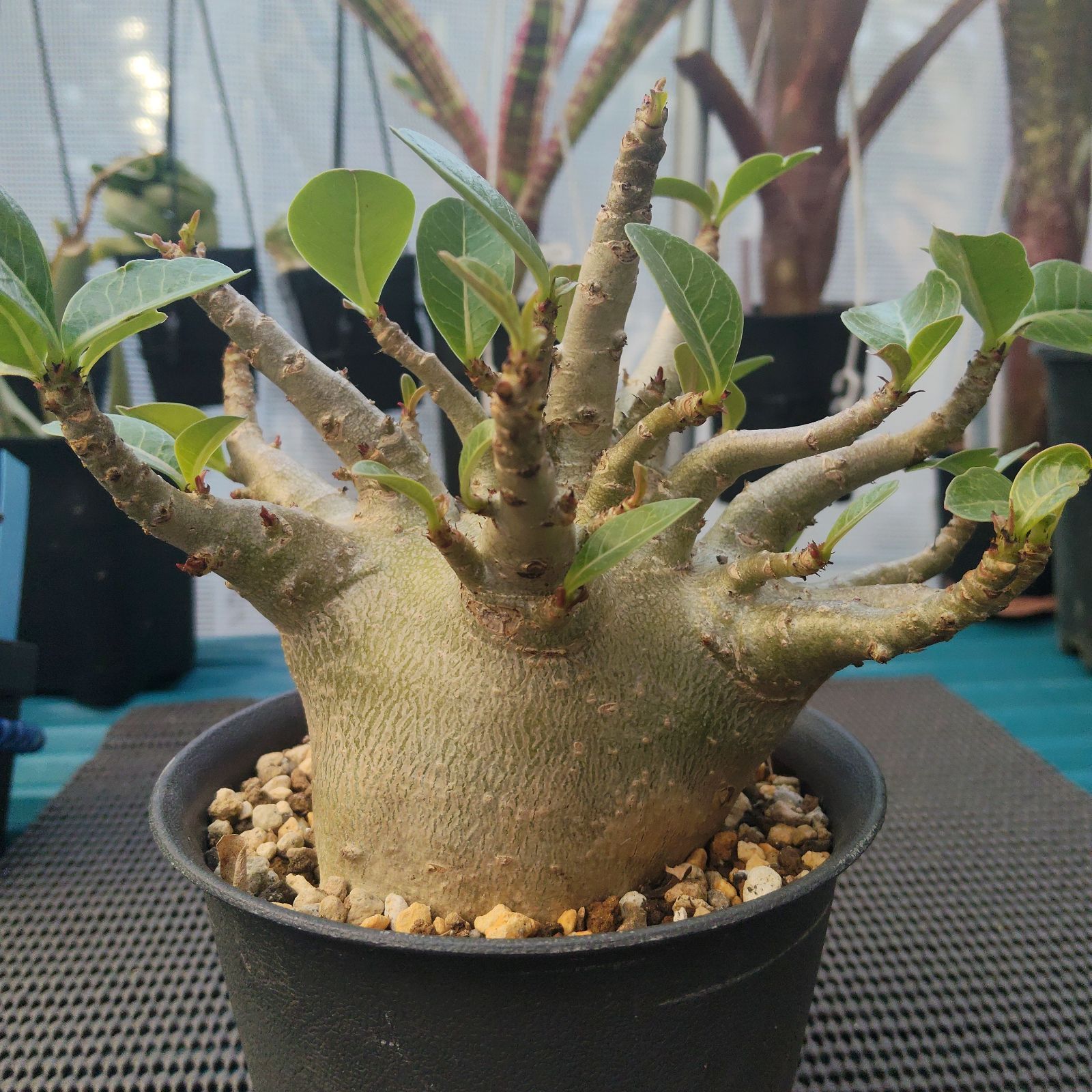 塊根植物 アデニウム，タイソコトラナム、オクトパス、砂漠のバラ