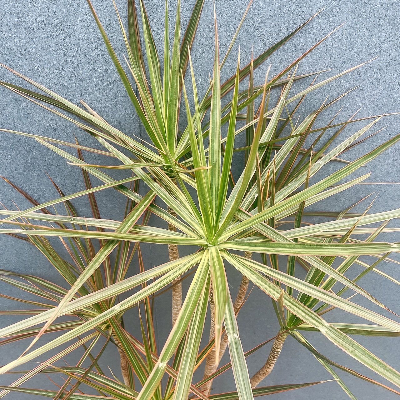 現品］92番 ドラセナ コンシンネ トリカラー 観葉植物 室内 8号 プラ鉢