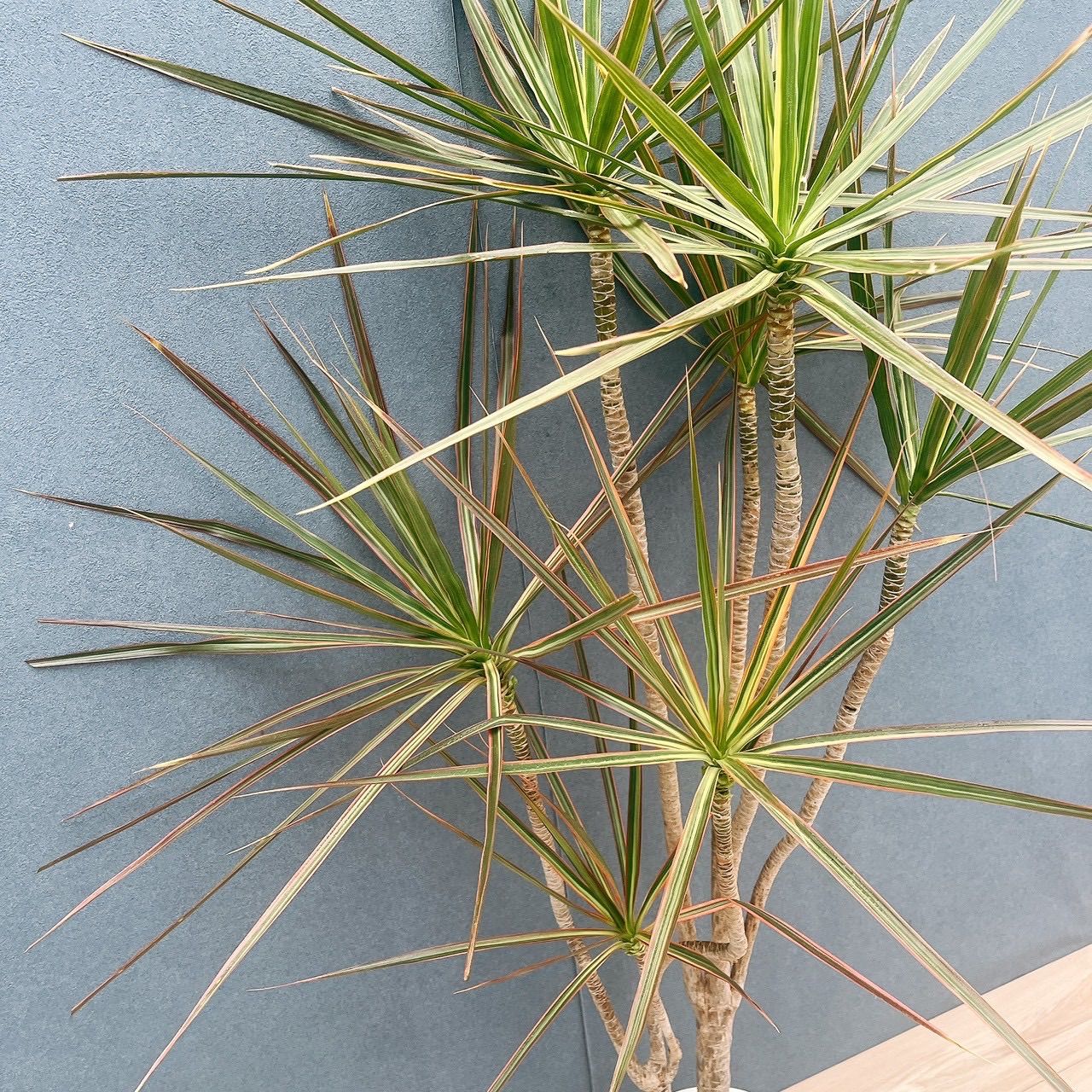 現品］92番 ドラセナ コンシンネ トリカラー 観葉植物 室内 8号 プラ鉢