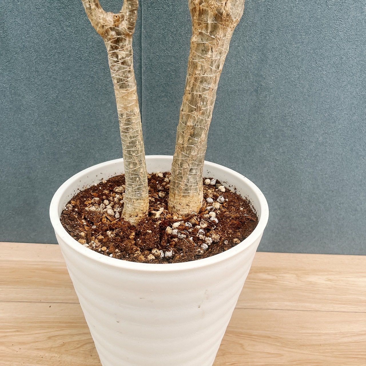 現品］92番 ドラセナ コンシンネ トリカラー 観葉植物 室内 8号 プラ鉢