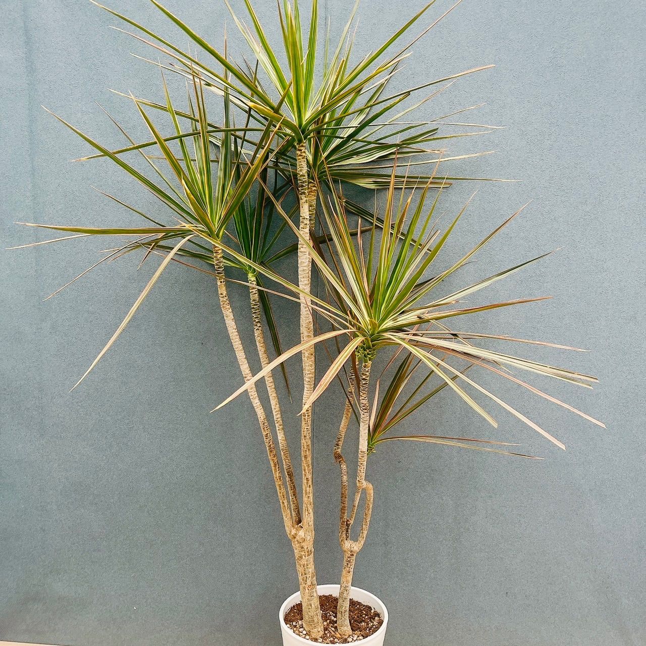 現品］92番 ドラセナ コンシンネ トリカラー 観葉植物 室内 8号 プラ鉢