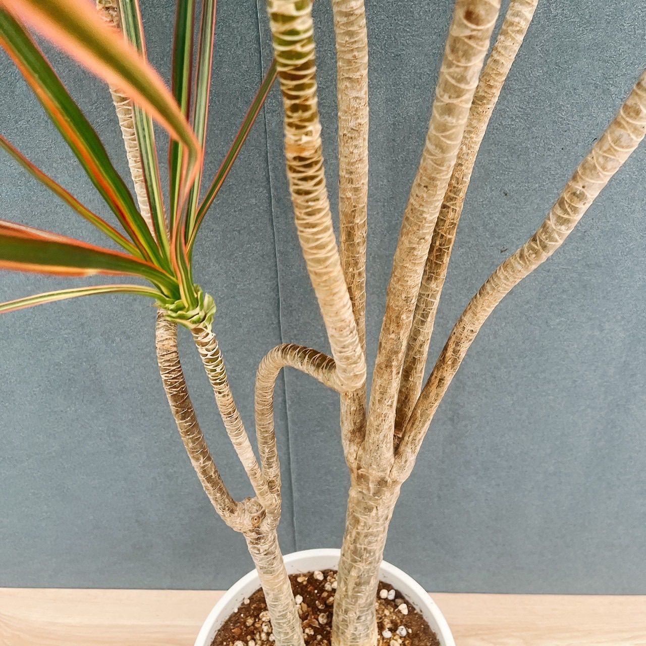 現品］92番 ドラセナ コンシンネ トリカラー 観葉植物 室内 8号 プラ鉢