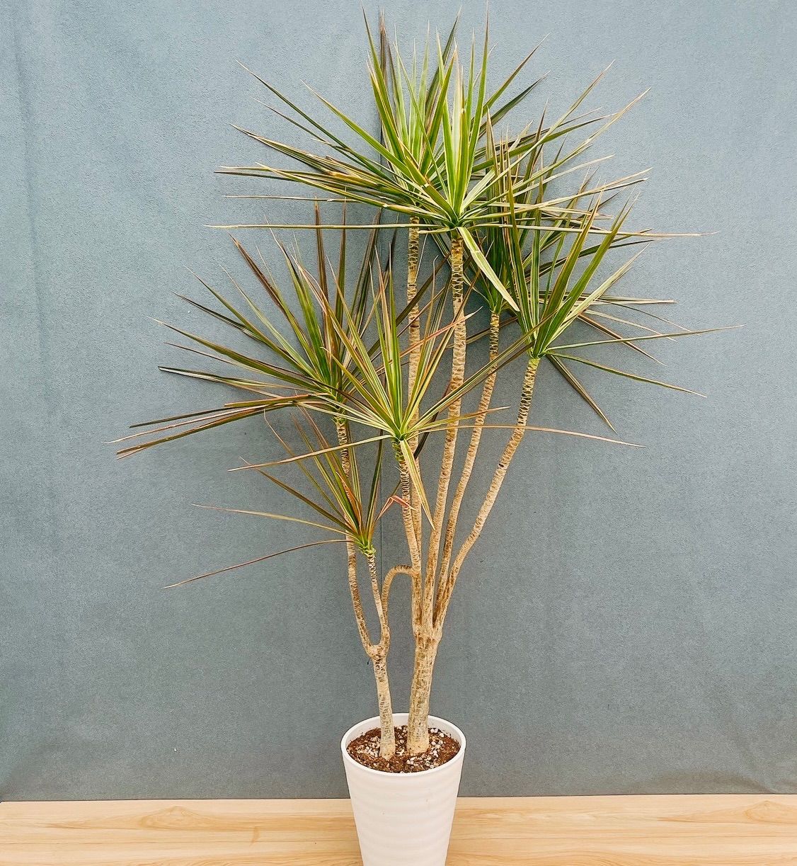 現品　ドラセナ　コンシンネ　トリカラー　28番　観葉植物　特大　インテリア　室内 現品］92番 ドラセナ コンシンネ トリカラー 観葉植物 室内 8号 プラ鉢