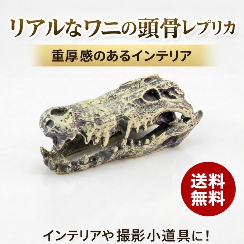 骨格　頭骨　ワニ　スカル　クロコダイル　美麗 ワニ わに 鰐 頭骨 レプリカ 骨格 標本 オブジェ インテリア 置物