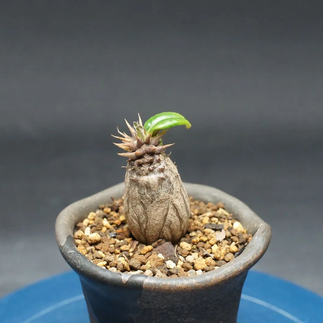4-3純パキポディウム ウィンゾリー 9株セット Pachypodium windsorii 