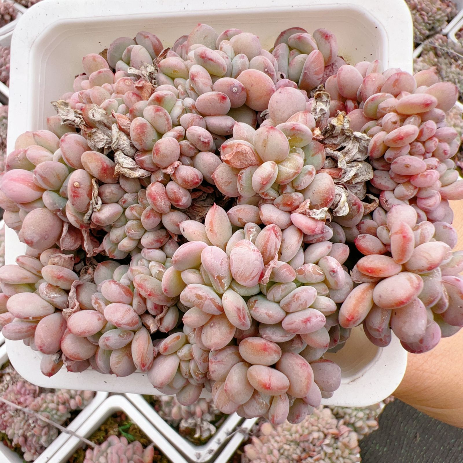 ZA790×50株 シュンホウツイカ 多肉植物 アエオニウム エケベリア