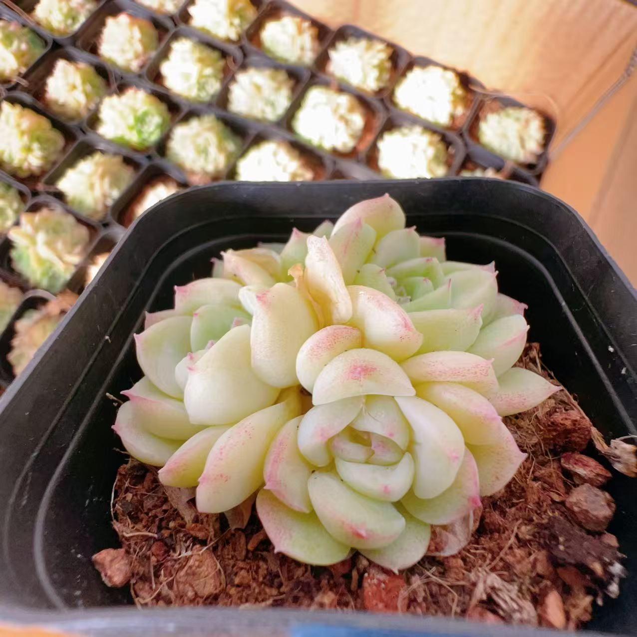 Z3878×24株 N1251白餃子の皮72苗多肉植物 エケベリア サボテン 観葉