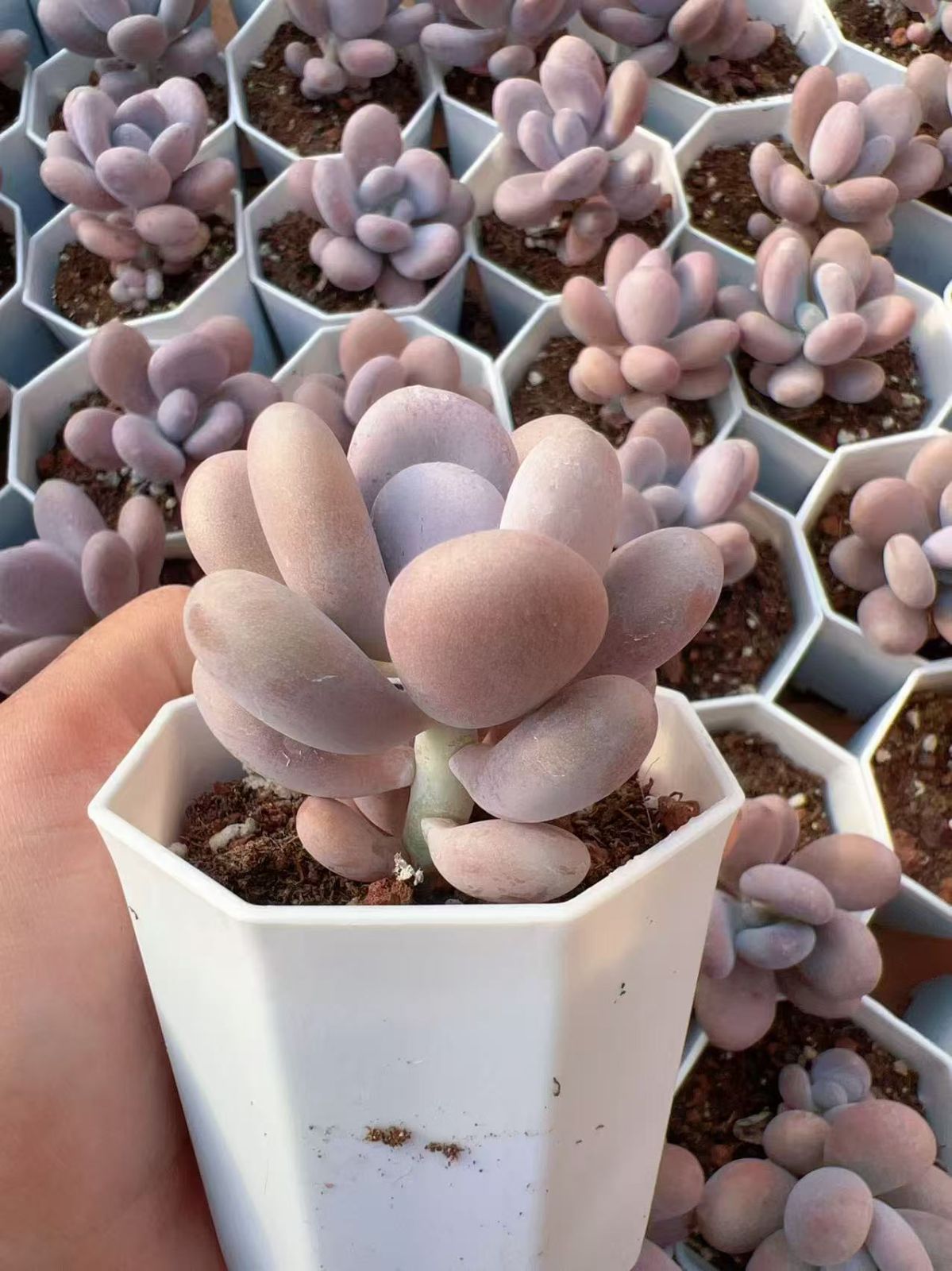 AF2646チーズ72株多肉植物 エケベリア サボテン 観葉植物 花 園芸 レア
