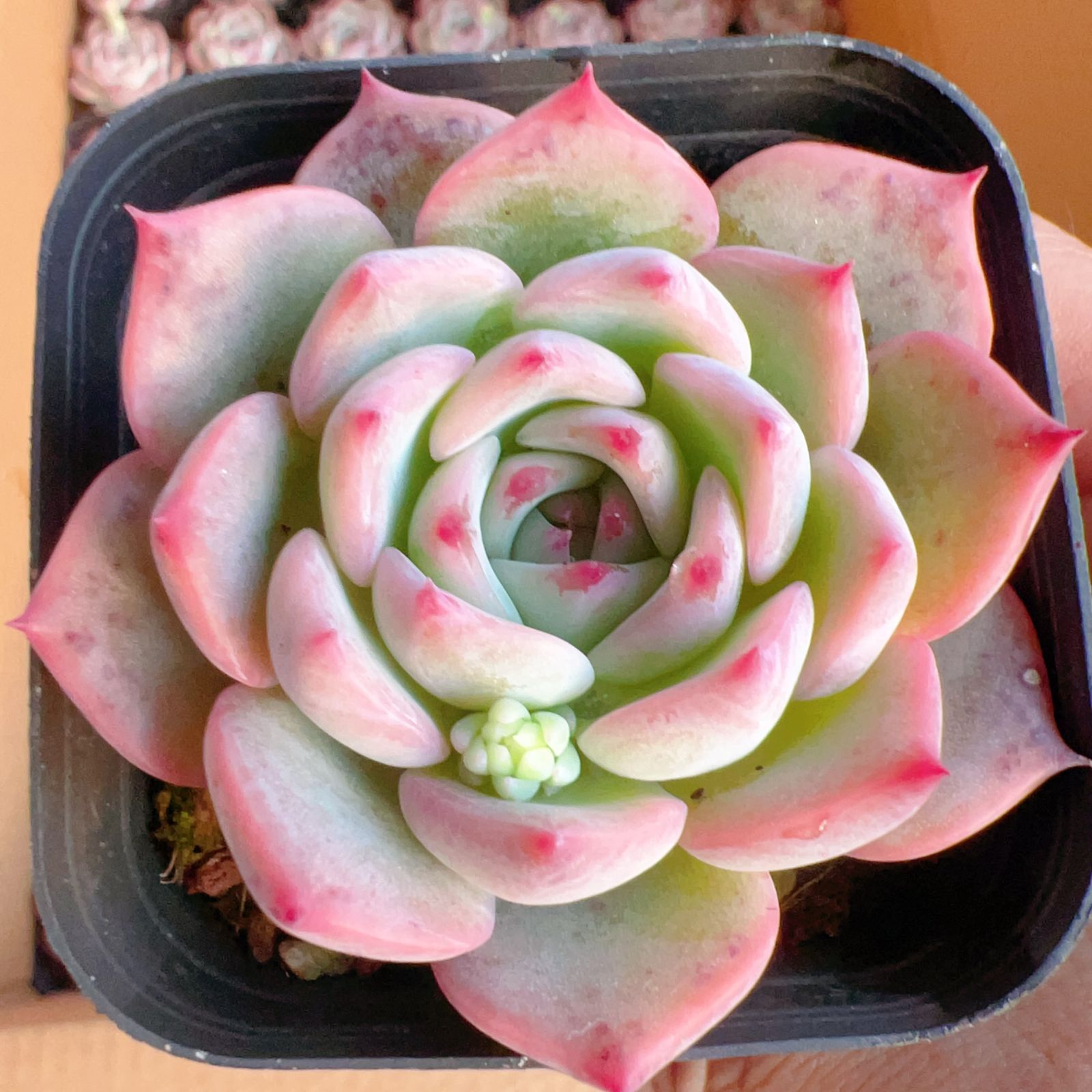 M358ホタル128苗多肉植物 エケベリア サボテン 観葉植物 花 園芸 レア 
