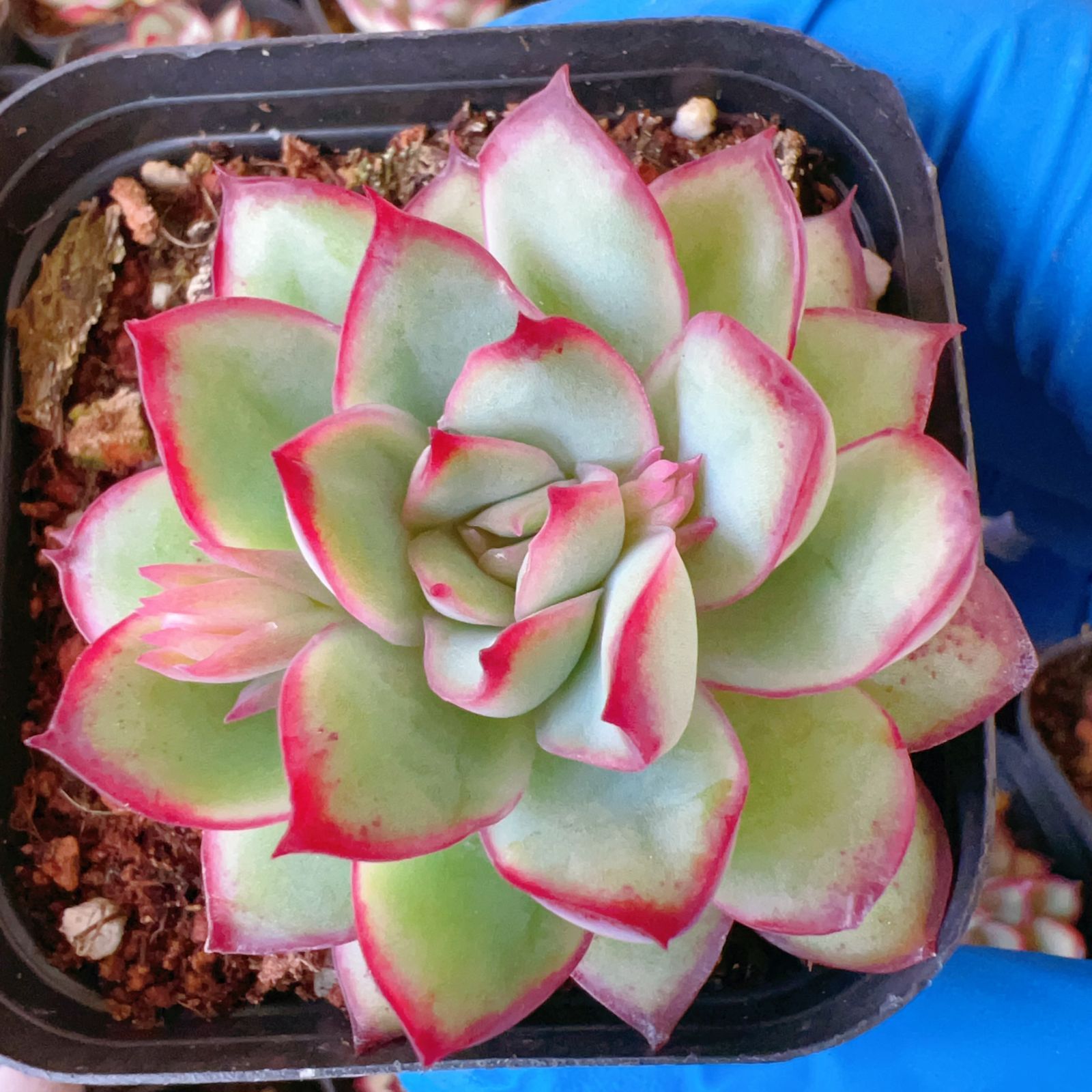 18株×ミートソース 多肉植物 エケベリア セダム アエオニウム