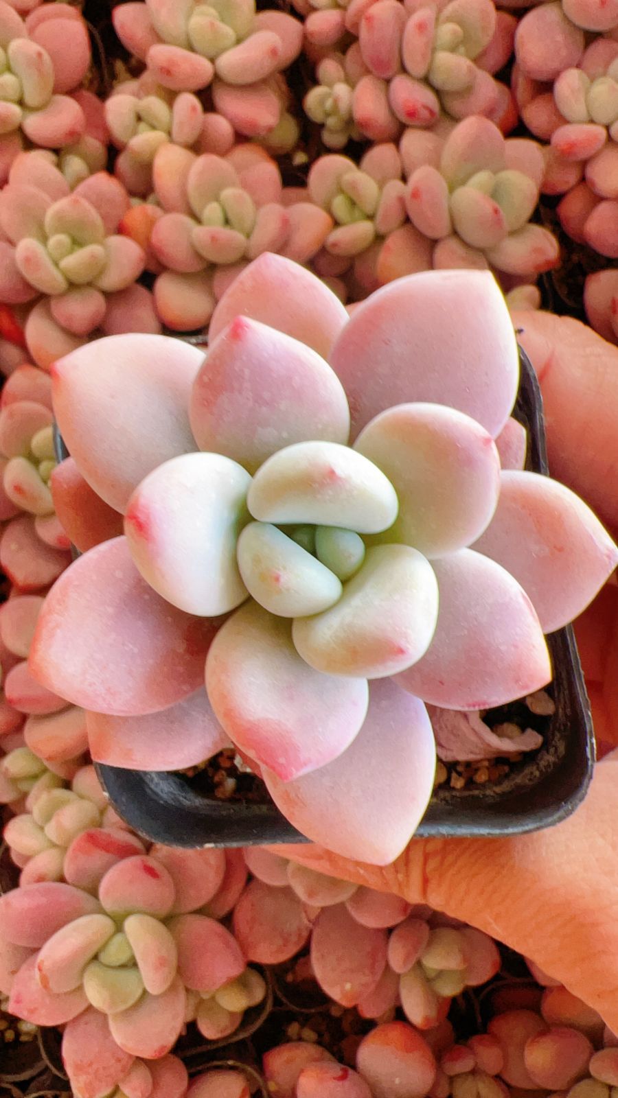 CQ1934×54株 ピンクラクジン 多肉植物 アエオニウム エケベリア カット