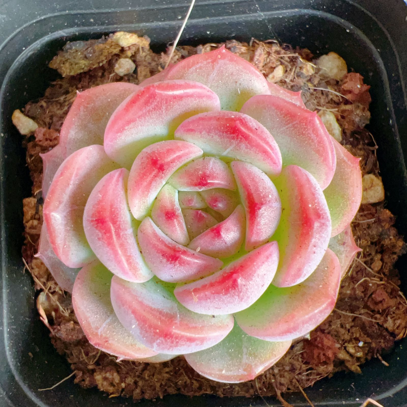 CQ1934×54株 ピンクラクジン 多肉植物 アエオニウム エケベリア カット