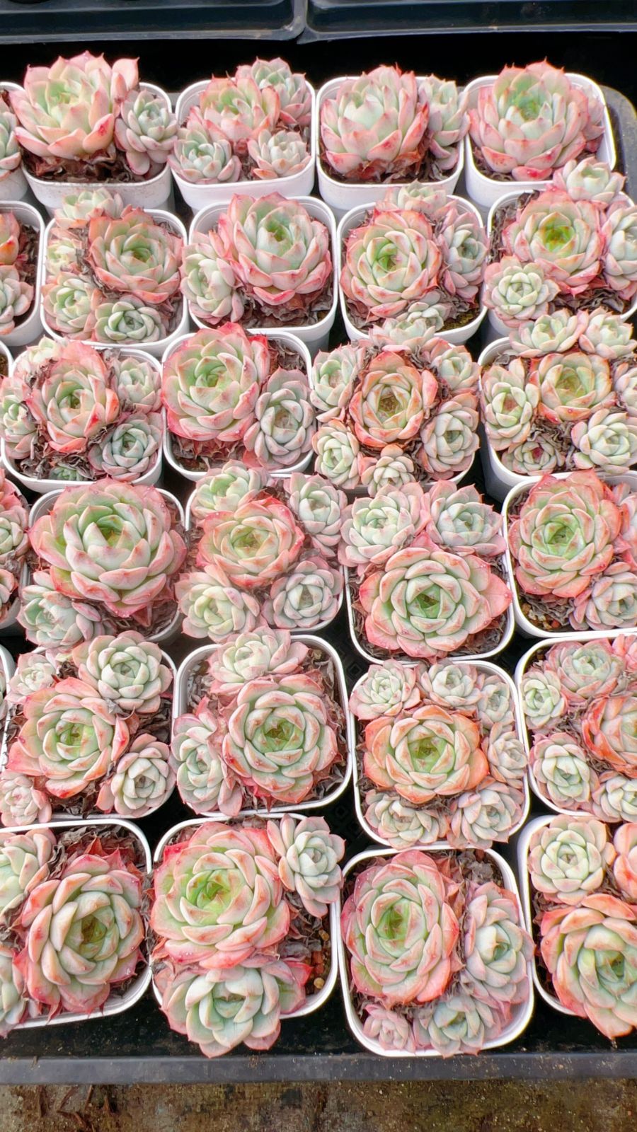 24株 S552-2 エケベリア 韓国苗 サボテン 多肉植物 ダフニー 観葉植物