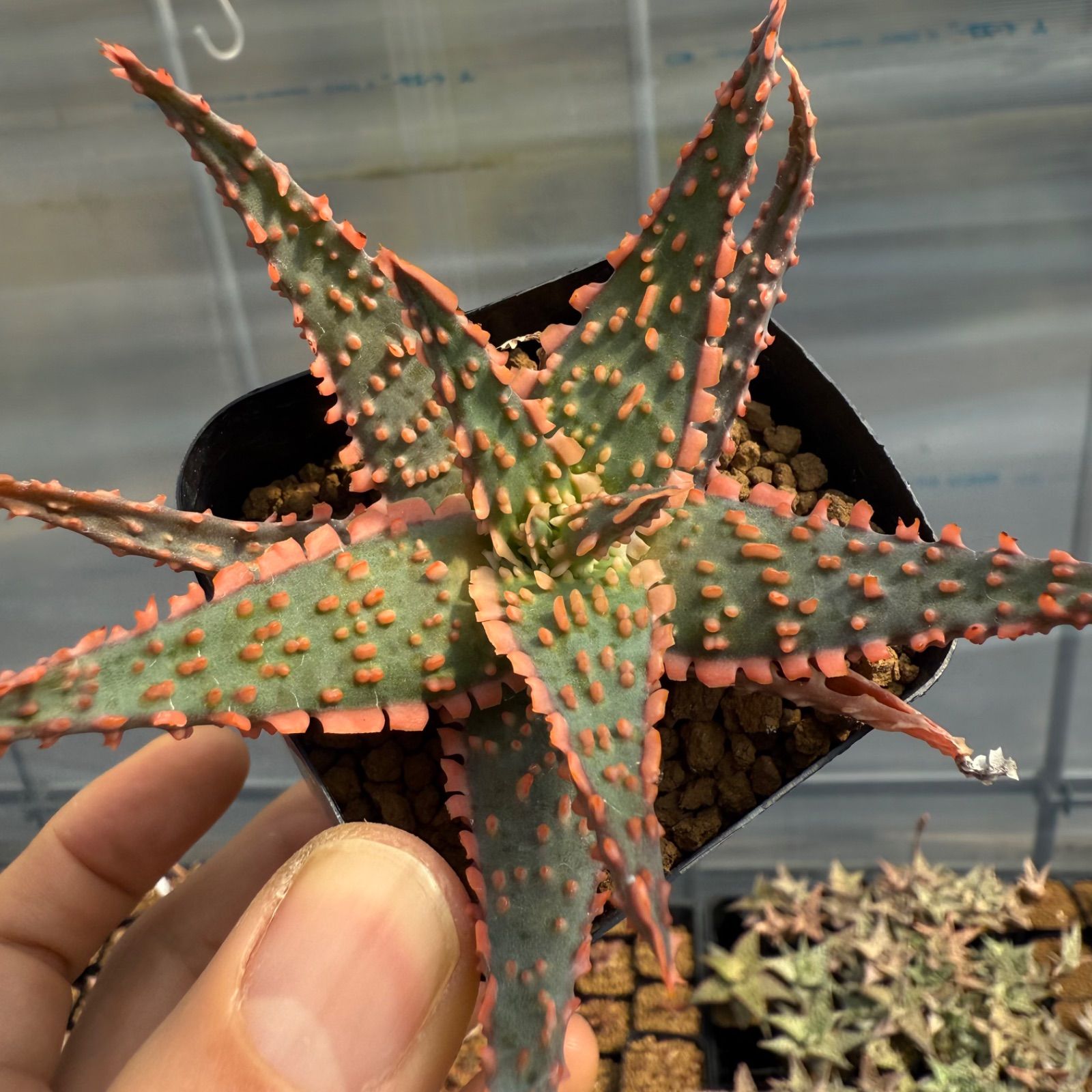 43 Aloe hyb アロエ ハイブリッド 実生未繁殖苗（多肉植物 観葉植物