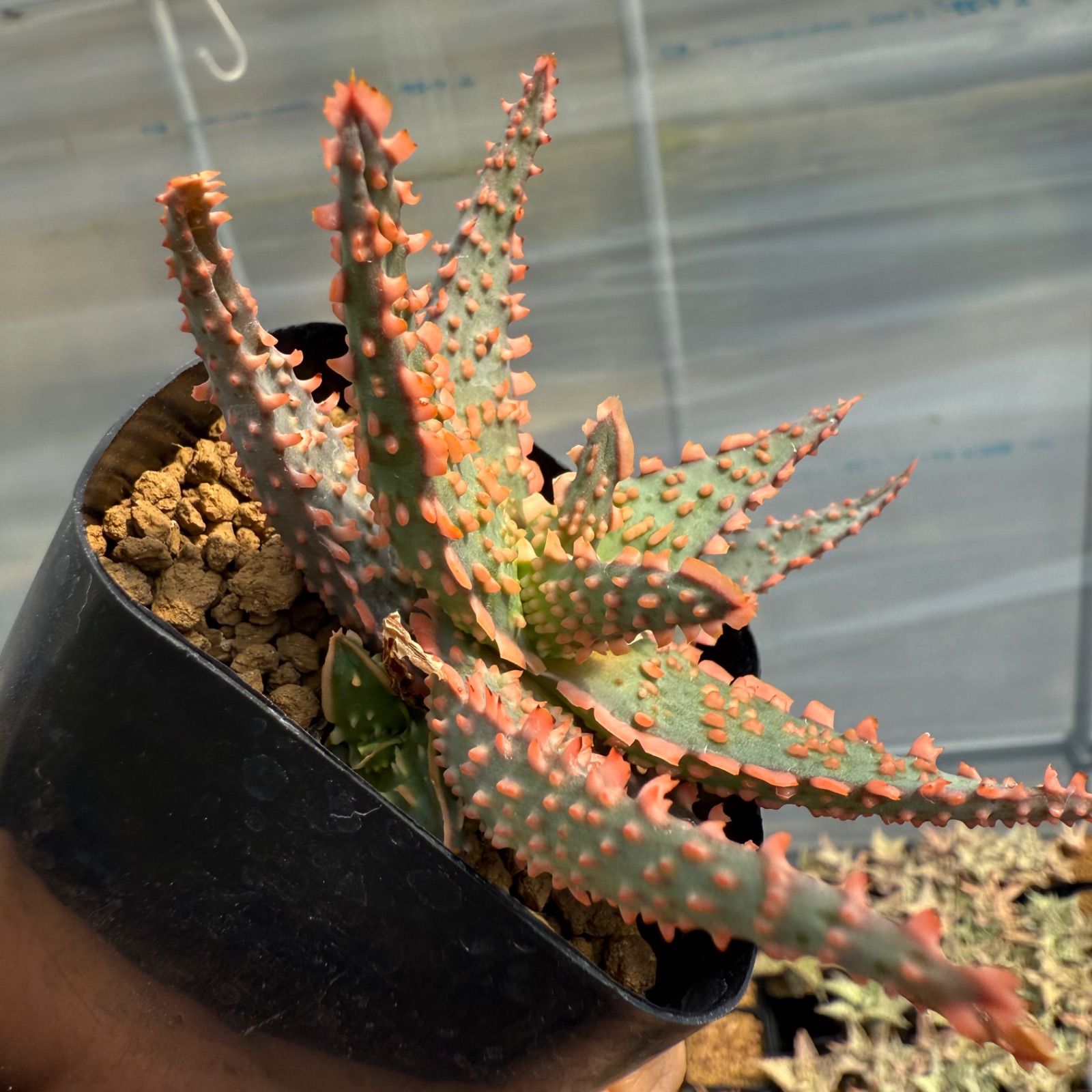 43 Aloe hyb アロエ ハイブリッド 実生未繁殖苗（多肉植物 観葉植物