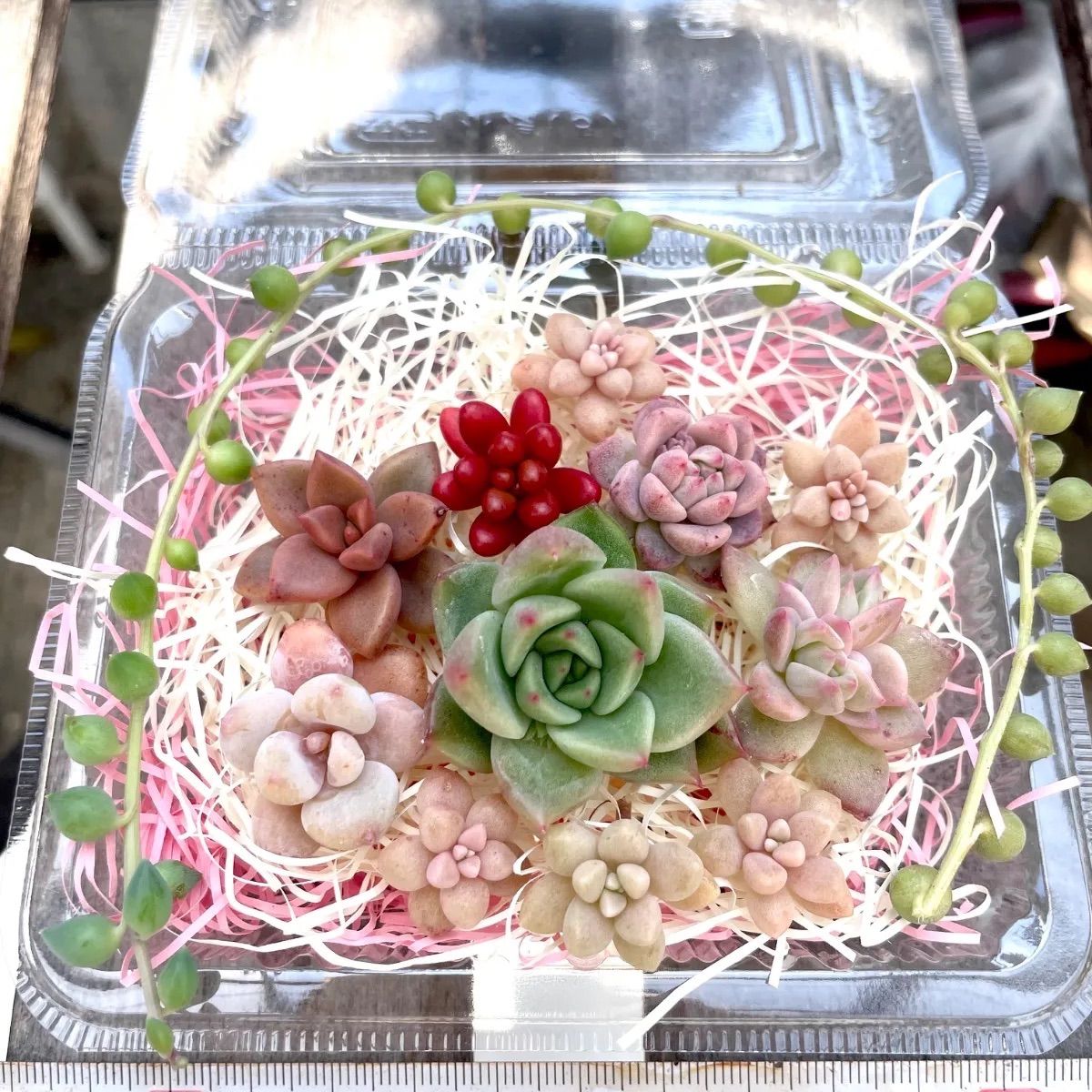 カット苗セット 多肉植物 カット苗 詰め合わせ 【公式通販】