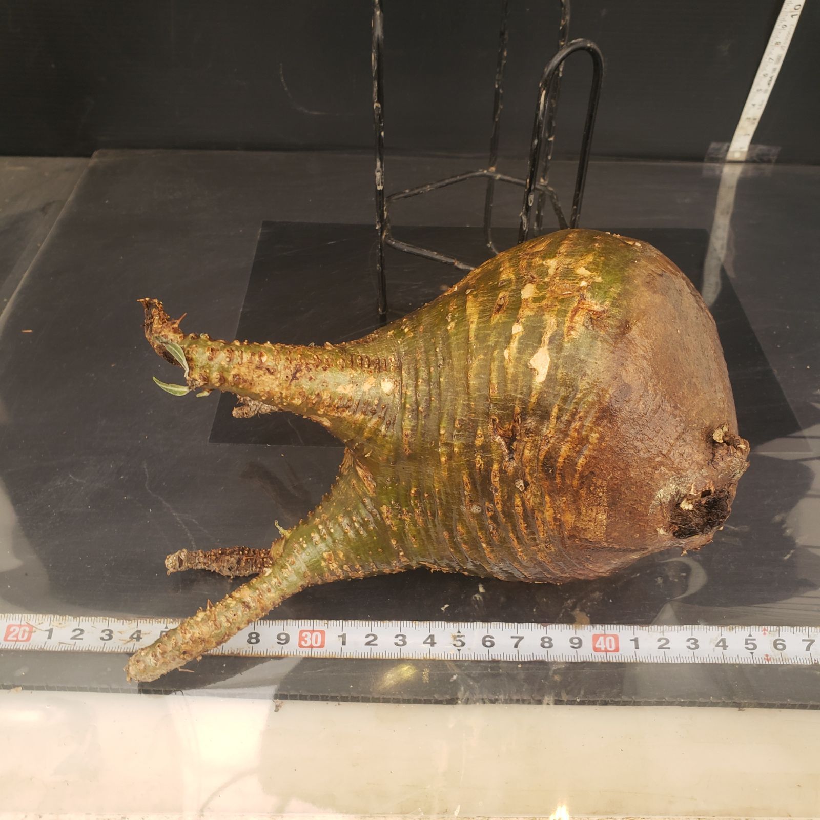 4035 「塊根植物」パキポディウム グラキリスM 抜き苗【畑地植え株・発