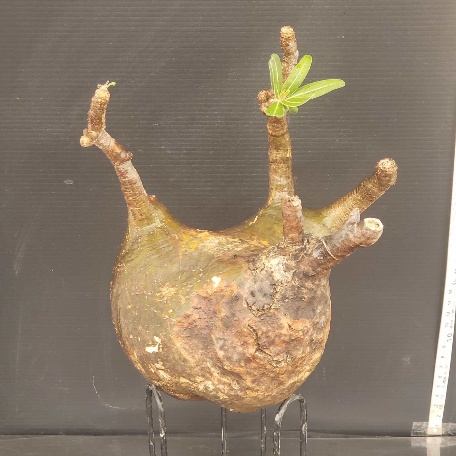 6195 「塊根植物」パキポディウム グラキリスM 抜き苗【畑地植え株・発