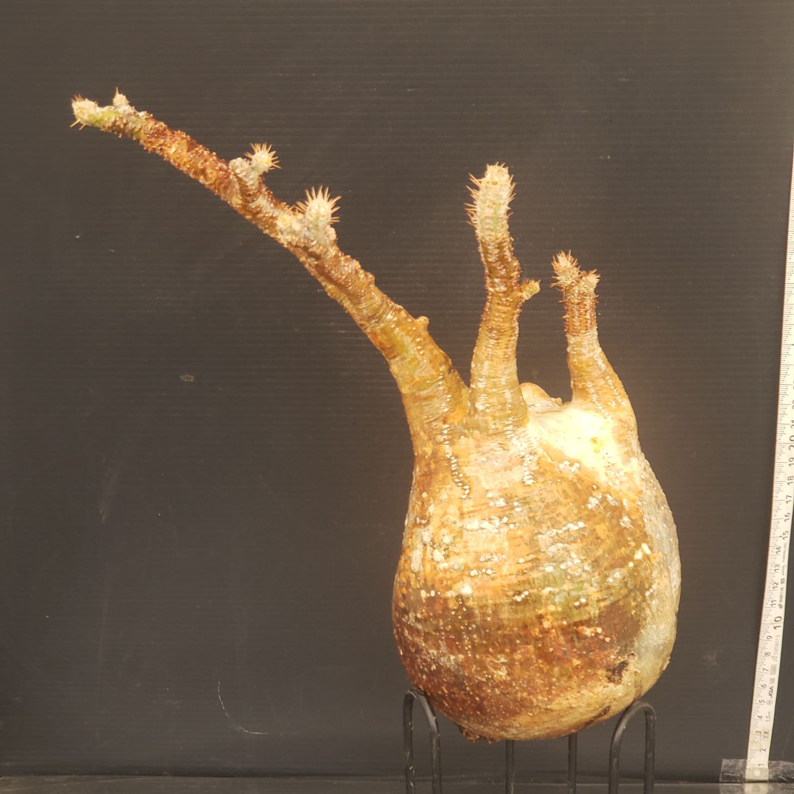チ5550 「現地株」パキポディウム グラキリス M 抜き苗【8/25最新到着