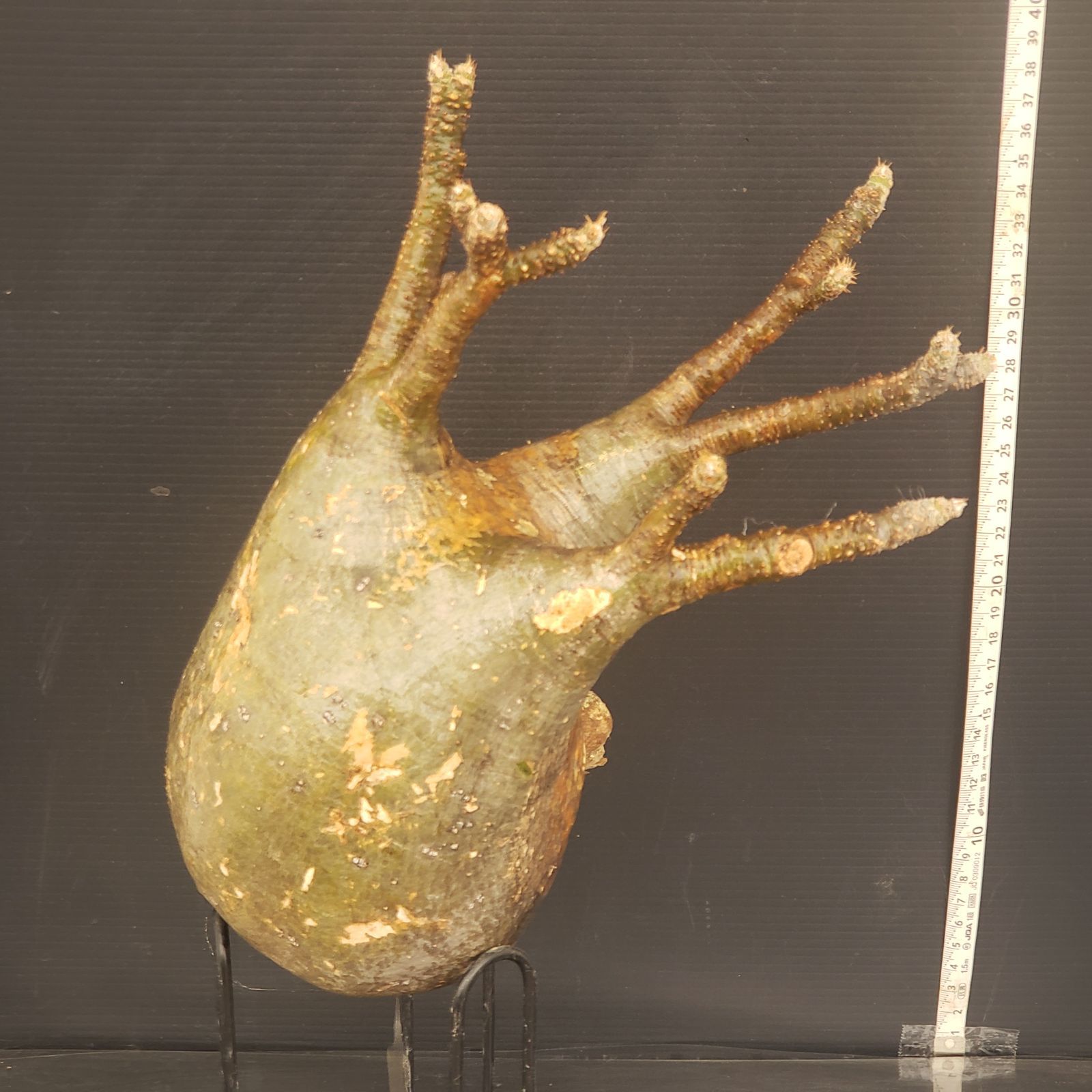 8233「塊根植物」パキポディウム グラキリスL～ 抜き苗【畑地植え株 