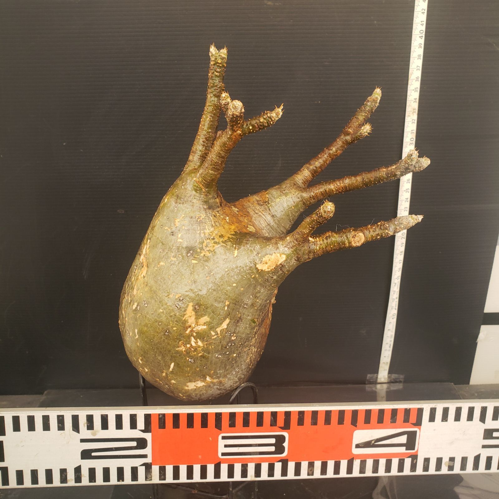 塊根植物一点物パキポディウム・グラキリス ⁄ 幹幅約11cm×高さ27cm 6197 「