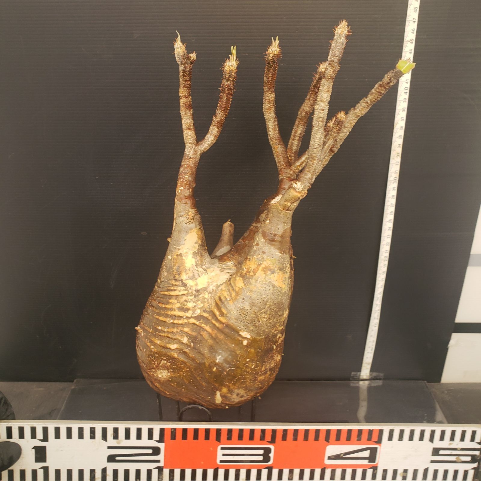 T267自社養生株Pachypodium 8233「塊根植物」パキポディウム 