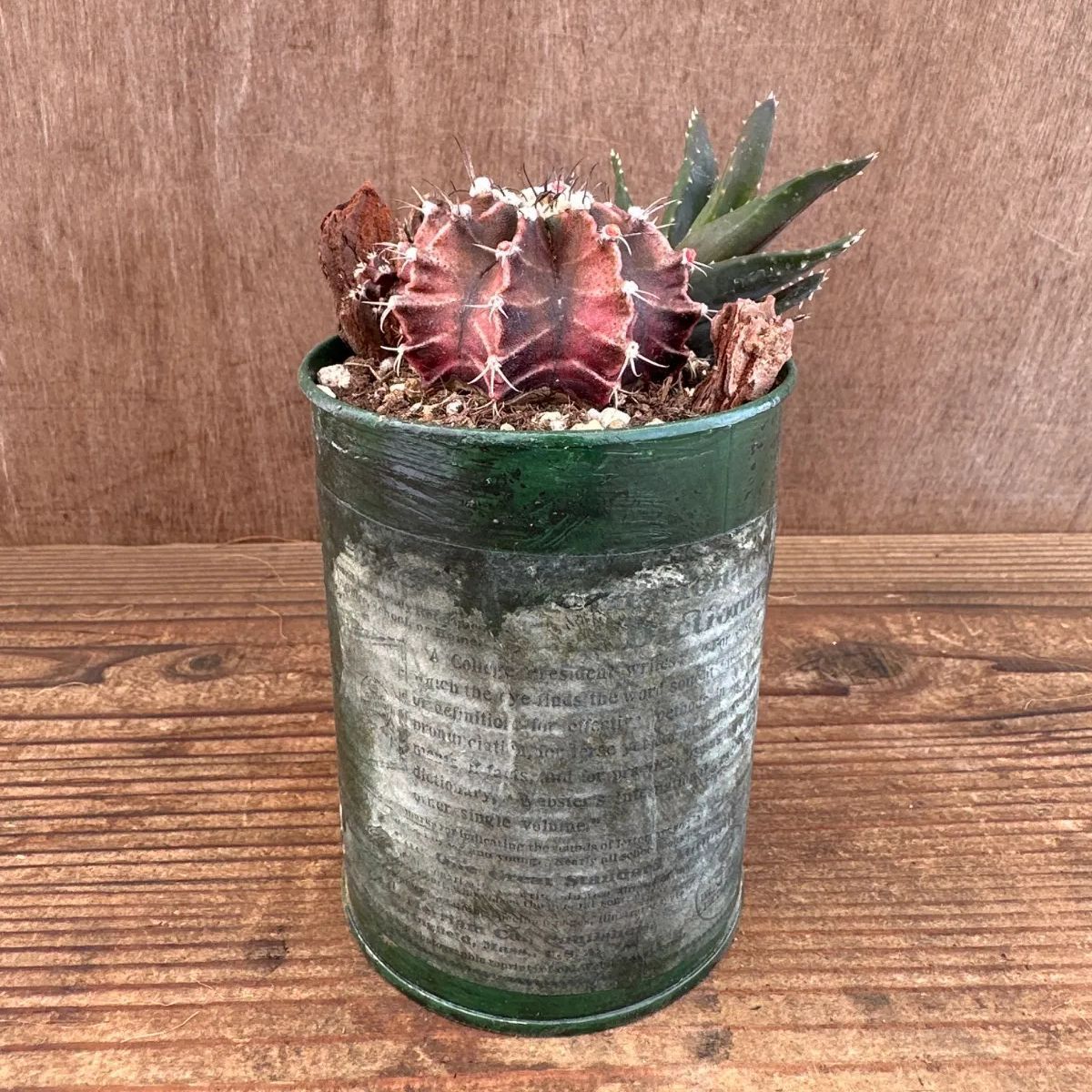 リメイク缶】 サボテン 現品 ② 観葉植物 観葉 植物 多肉植物 多肉