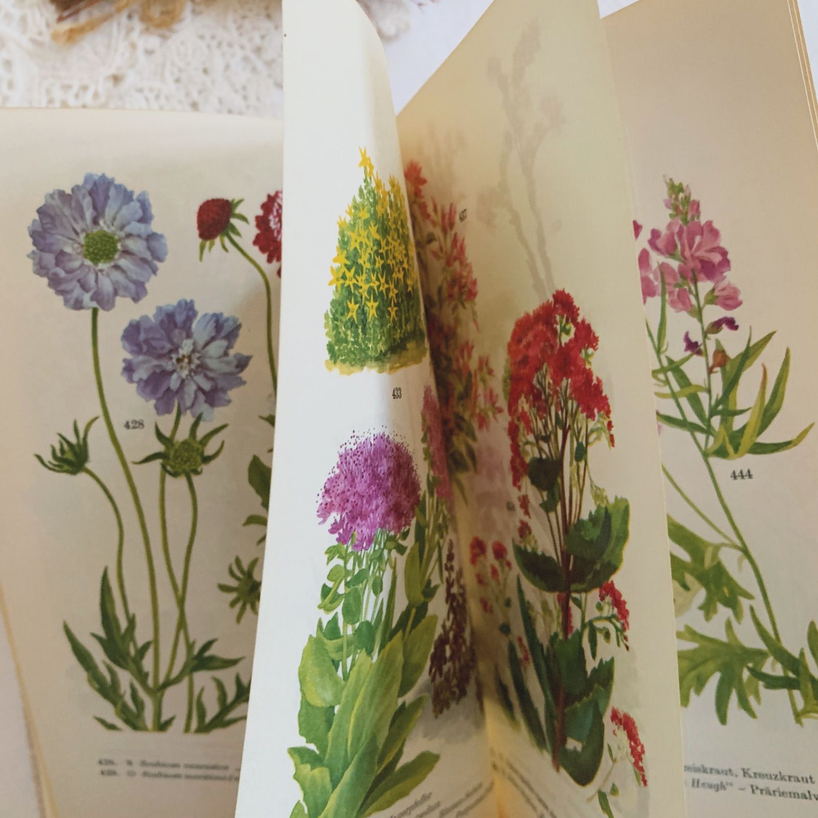 古書、古文書 チェコの古い植物図鑑(PLEVELE POLI A ZAHRED 1964年