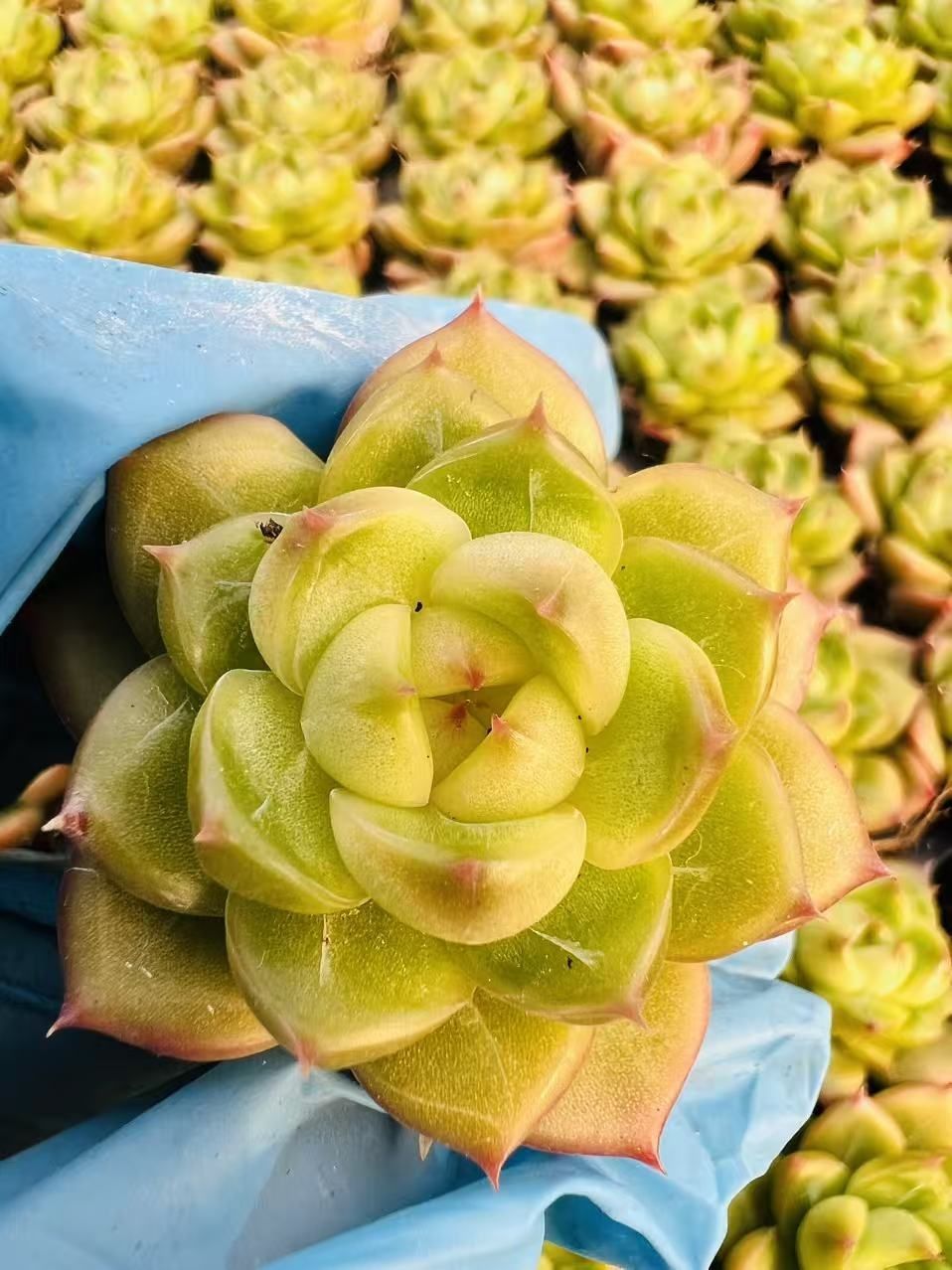 多肉植物 X262 グリーンダイヤ 105苗 土根付き エケベリア セダム