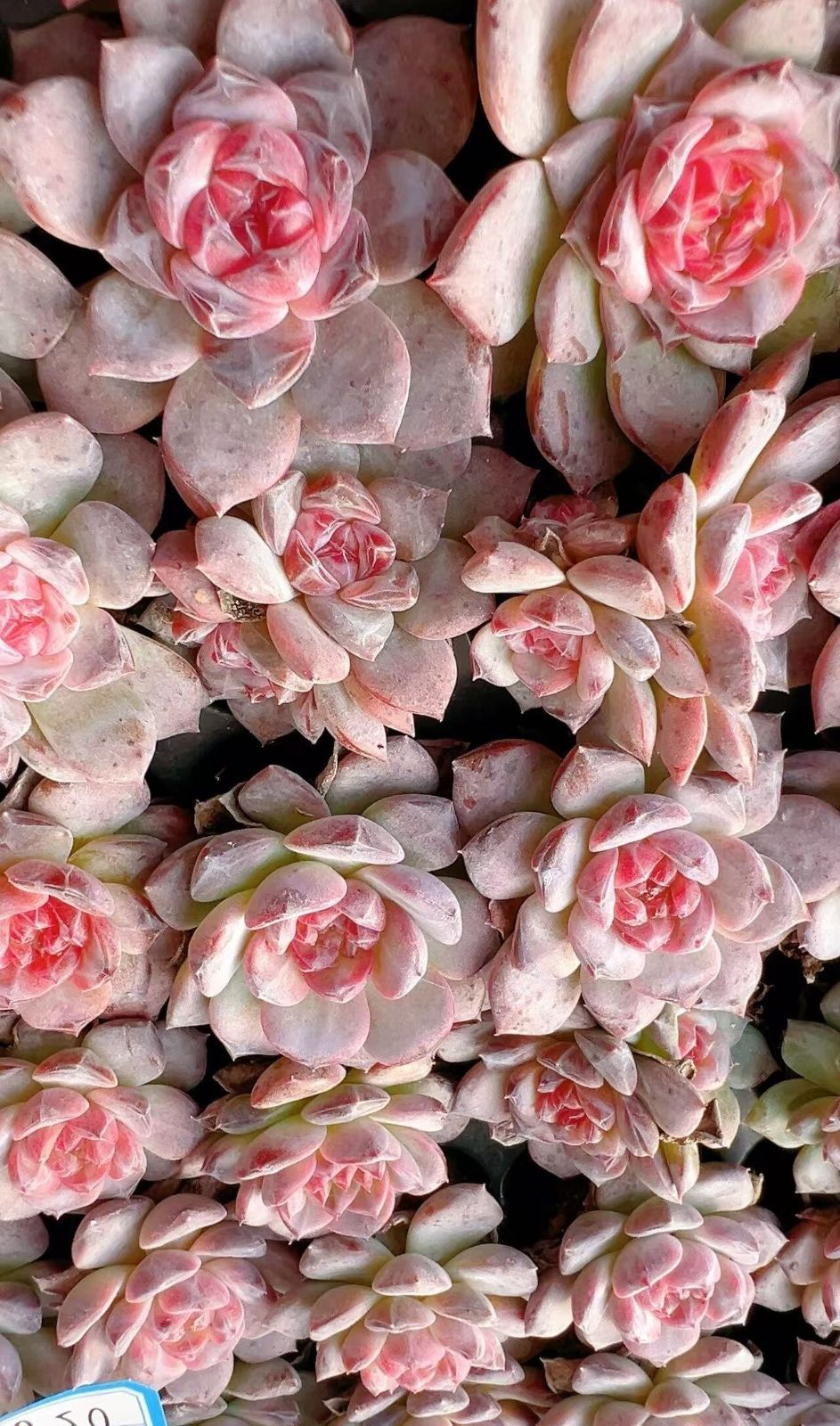 新入荷 ピンクオレンジ×72苗 多肉植物 土根付き エケベリア セダム