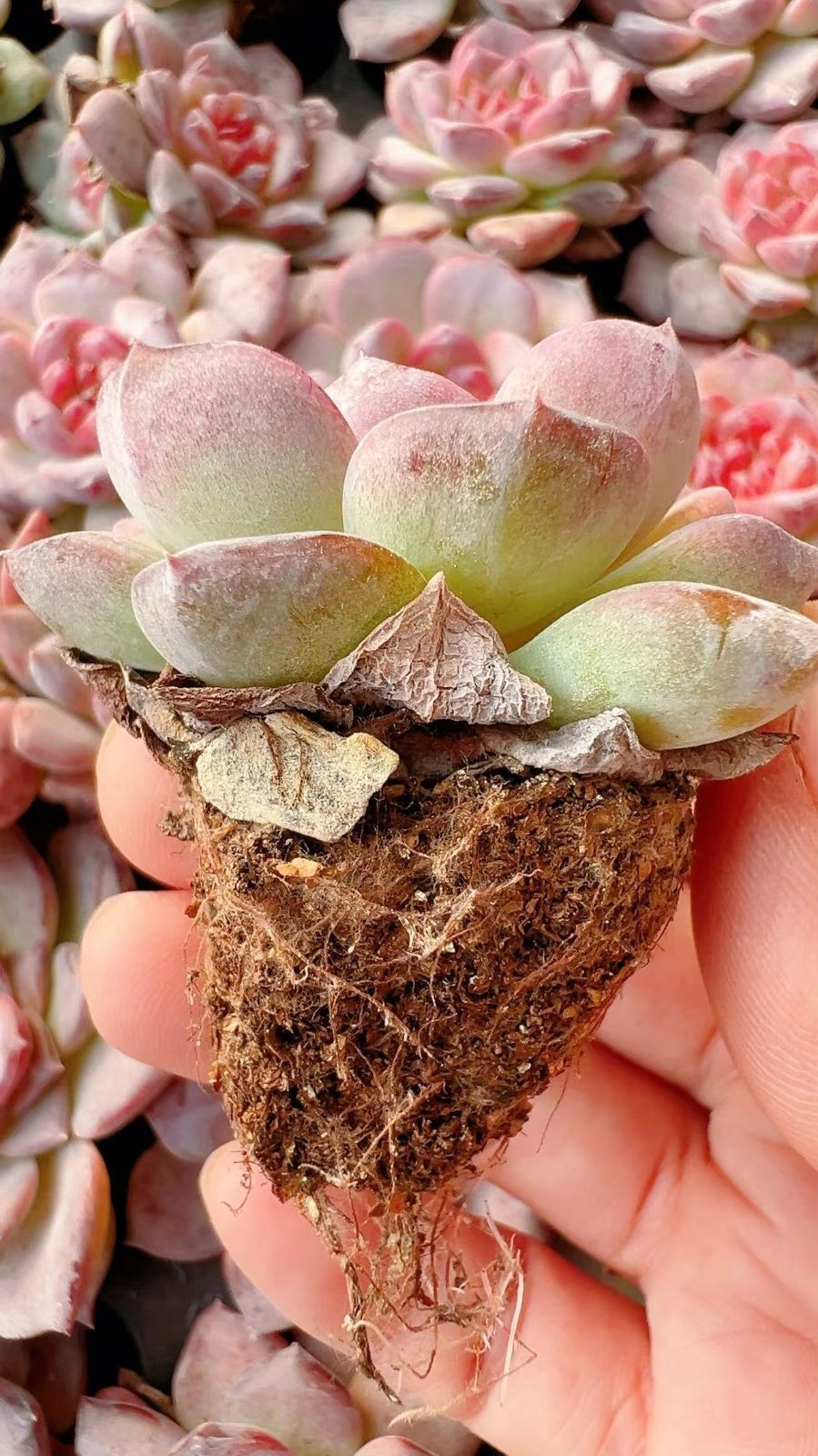 現品　新作　多肉植物　エケベリア　小苗　6株　5cm鉢 新作 超可愛い 多肉植物 エケベリア 小苗 6株セット 5cm鉢｜Yahoo